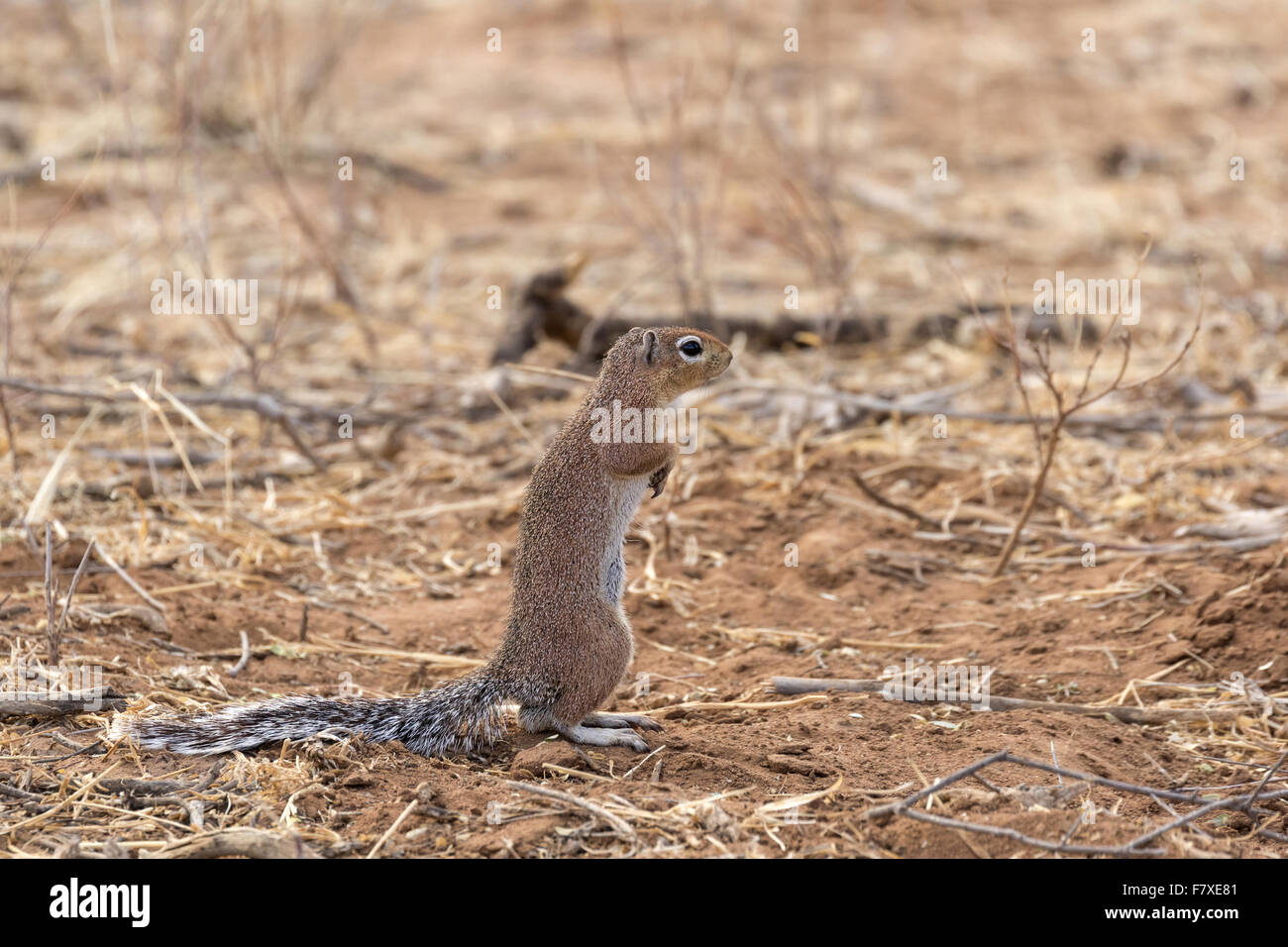 Forma non striata di massa (scoiattolo Xerus rutilus) adulto, in piedi sulle zampe posteriori in semi-deserto savana secca, Samburu riserva nazionale, Kenya, Agosto Foto Stock