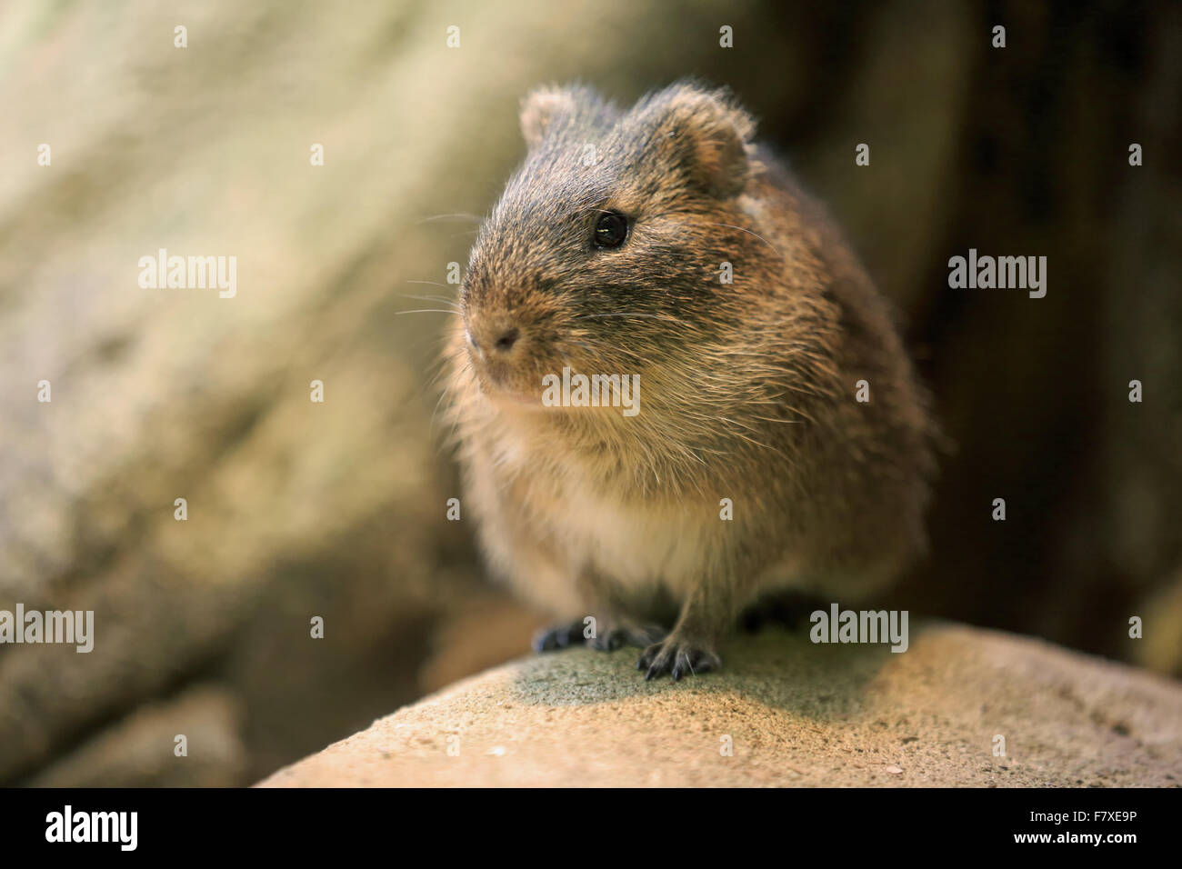 Maggiore Cavy (cavia magna) adulto, seduto sulla roccia (prigioniero) Foto Stock