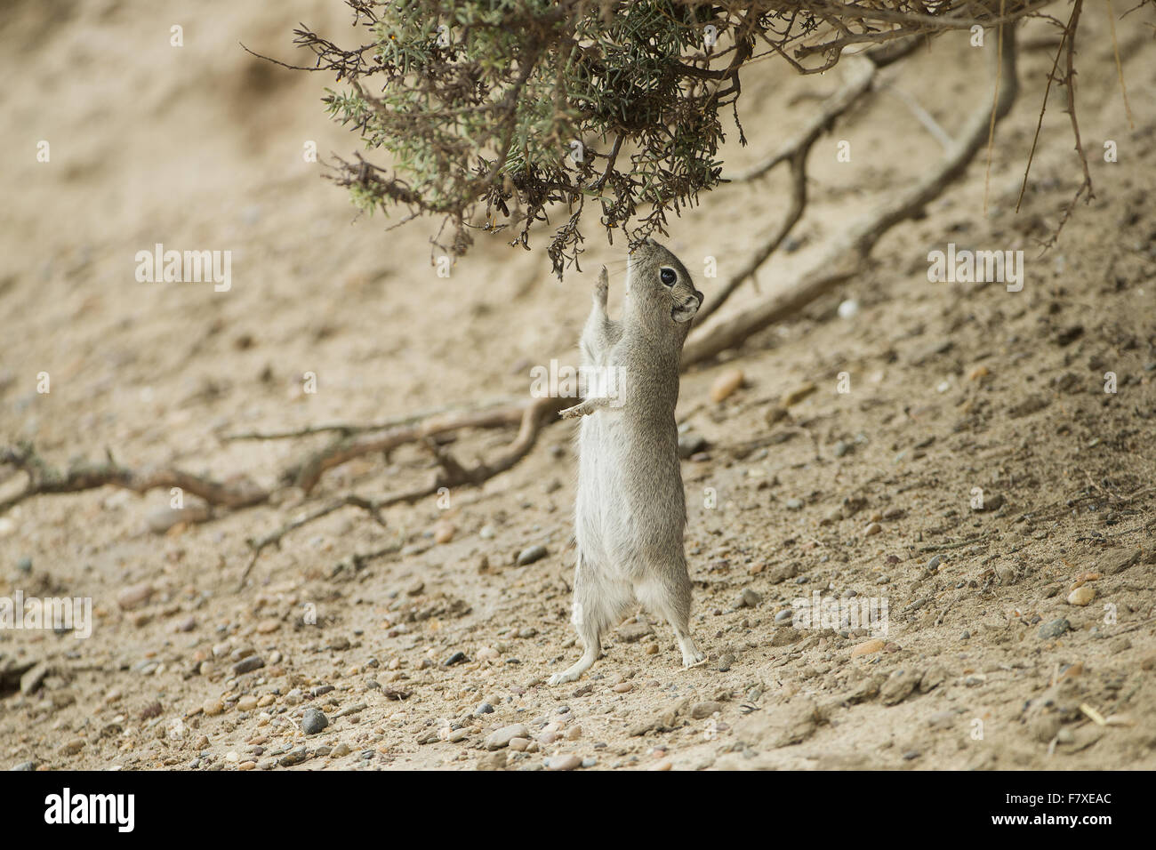 Sud della montagna (Cavy Microcavia australis) adulto, alimentazione sulla boccola, in piedi sulle zampe posteriori, Punta Norte, Penisola di Valdes, Chubut Provincia, Patagonia, Argentina, Aprile Foto Stock