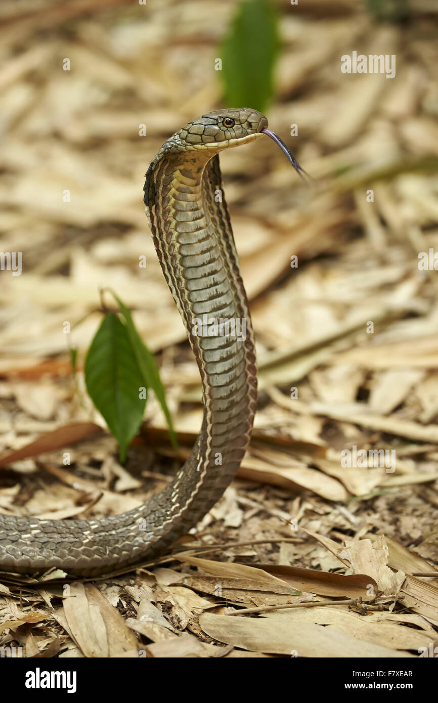 Cobra reale (Ophiophagus hannah) adulto, colpetti lingua biforcuta, allevamento fino con cappa appiattita in minaccia display, sul pavimento della foresta di bamboo, Bali, Lesser Sunda Islands, Indonesia, Luglio Foto Stock