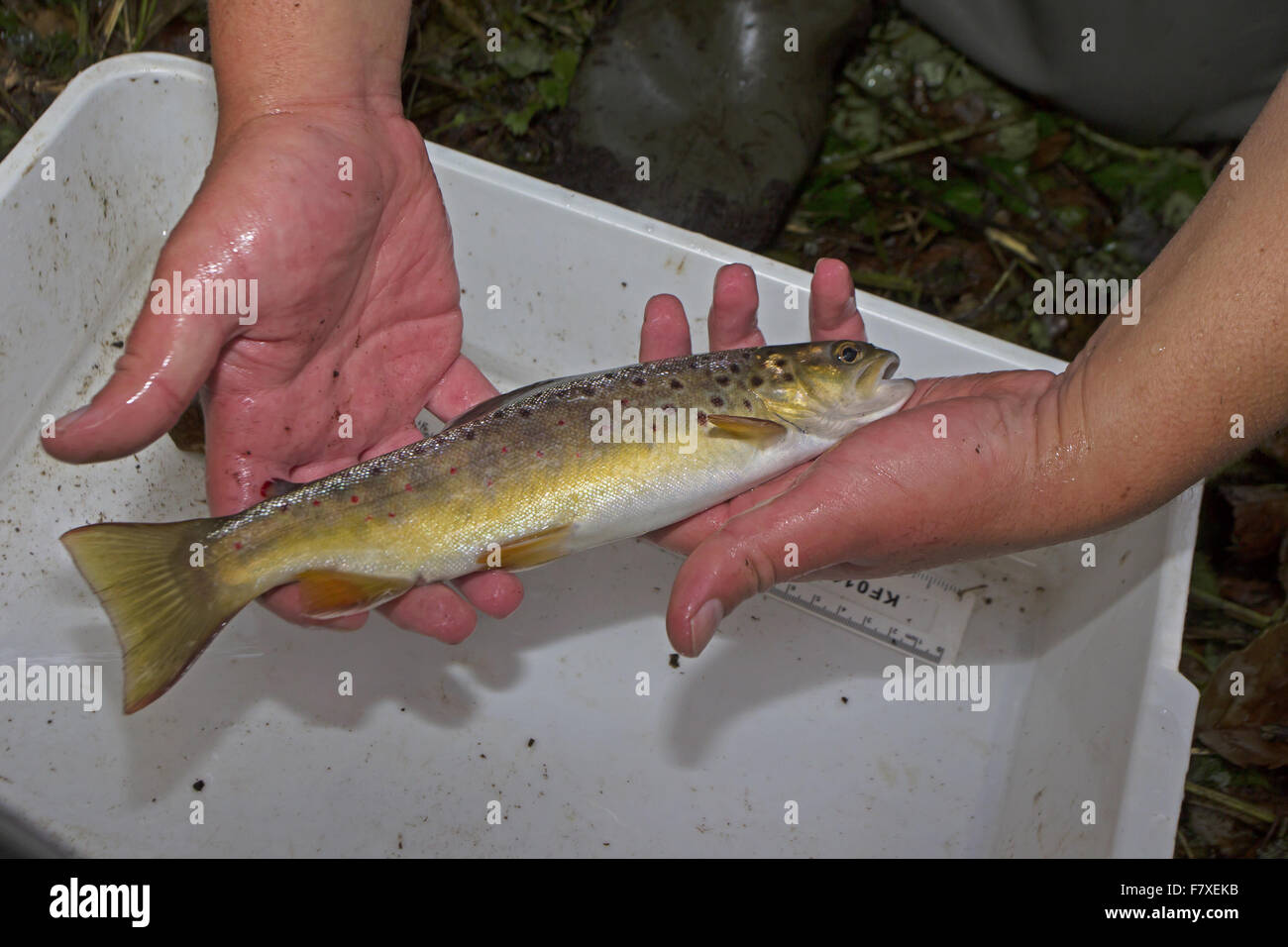La trota marrone (Salmo trutta fario) capretti, essendo misurata da elettro-pesca in Chalk River durante il sondaggio di pesce, Norfolk fiumi fiducia, Norfolk, Inghilterra, Ottobre Foto Stock