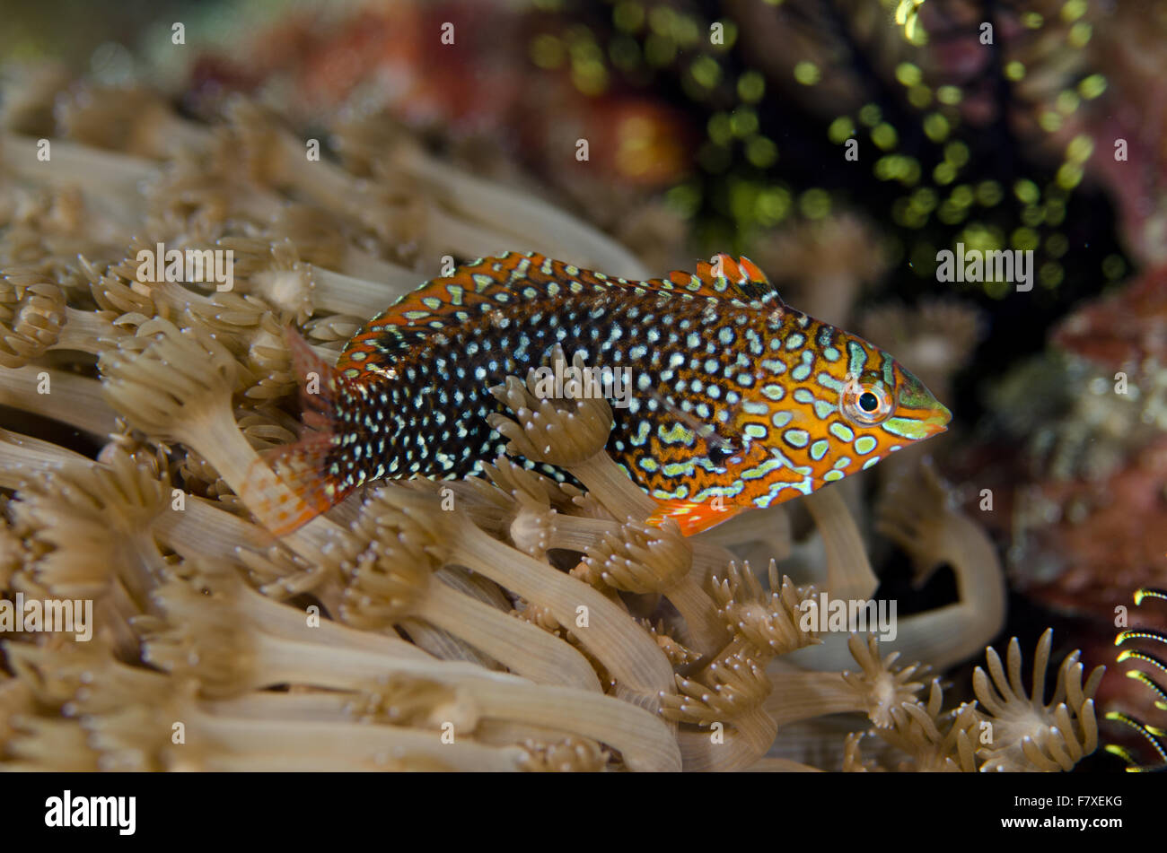 Ornate Wrasse (Macropharyngodon ornatus) capretti, Crystal Laguna, Candidasa, Bali, Lesser Sunda Islands, Indonesia, Agosto Foto Stock