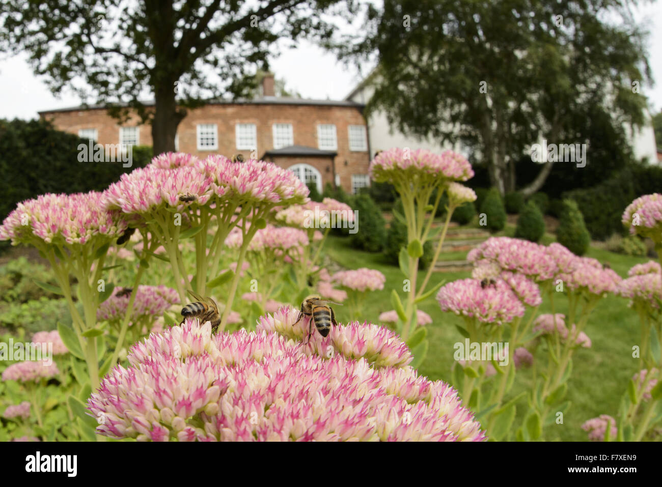 Western miele delle api (Apis mellifera) femmina adulta lavoratori, raccogliendo il nettare in fioritura sedums in giardino, Blithfield, Staffordshire, Inghilterra, Settembre Foto Stock