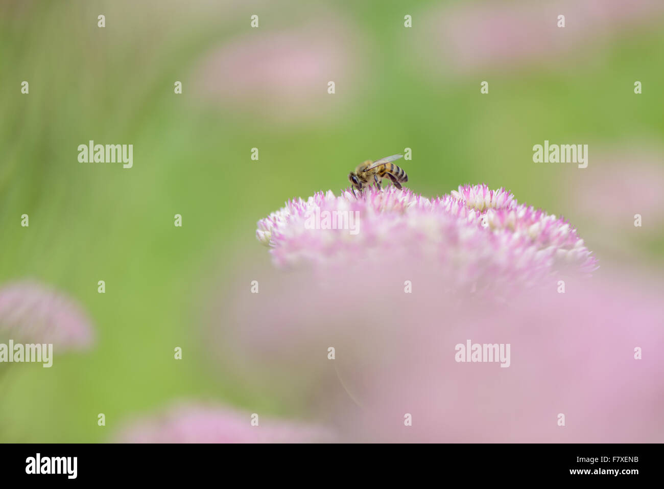 Western miele delle api (Apis mellifera) adulto lavoratore di sesso femminile che, raccogliendo il nettare in fioritura sedums in giardino, Blithfield, Staffordshire, Inghilterra, Settembre Foto Stock