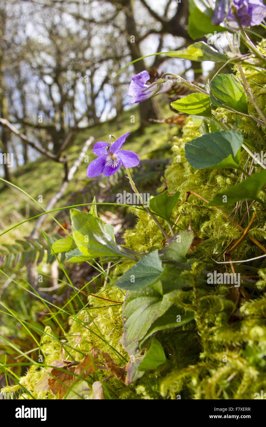 Cane comune viola (Viola riviniana) fioritura, crescendo in quercia (Quercus sp.) habitat boschivo, POWYS, GALLES può Foto Stock