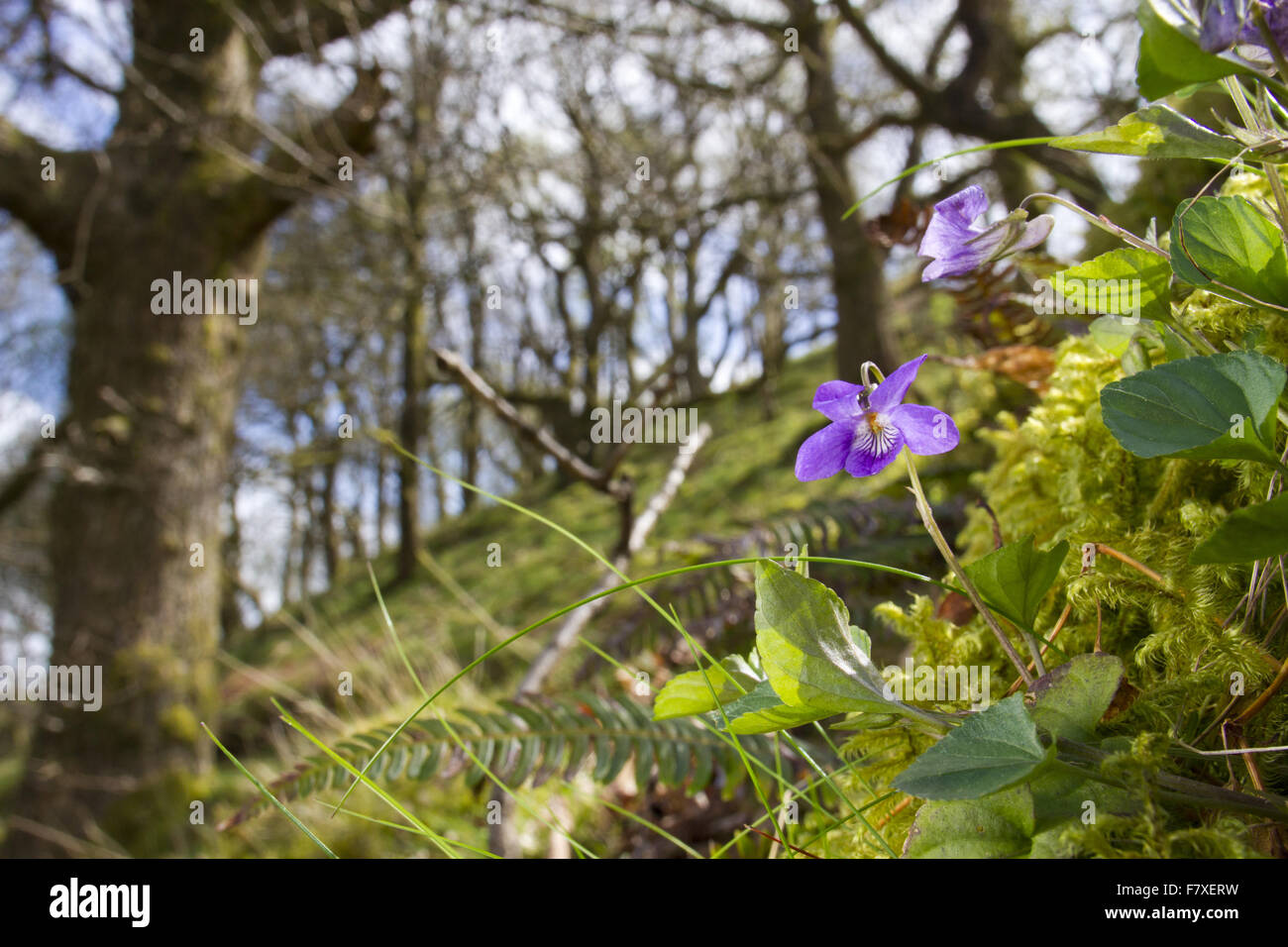 Cane comune viola (Viola riviniana) fioritura, crescendo in quercia (Quercus sp.) habitat boschivo, POWYS, GALLES può Foto Stock