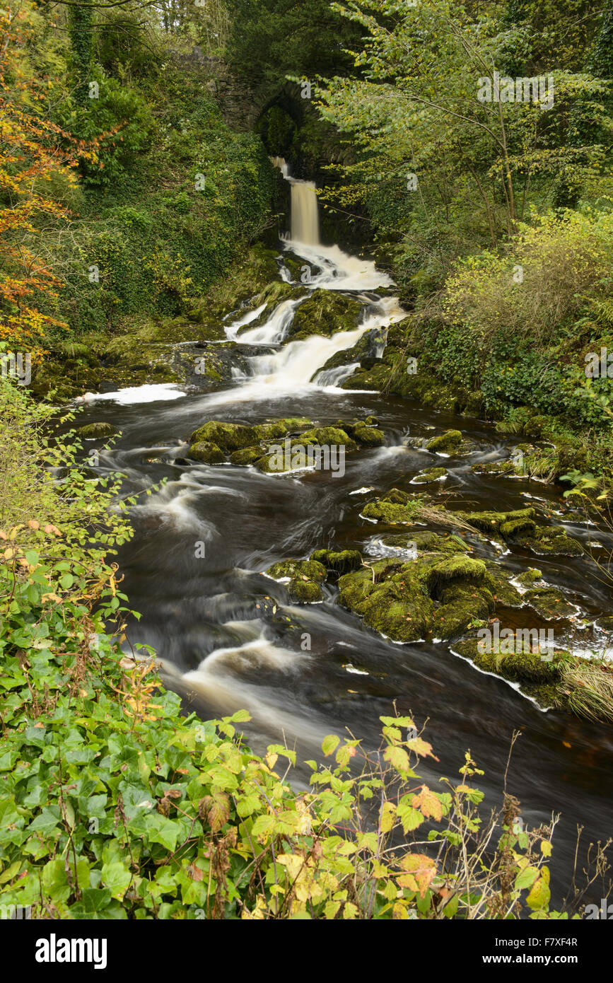 Vista della cascata e Cascades nel fiume che scorre attraverso il bosco di latifoglie, Clapham Beck, Clapham, Yorkshire Dales N.P., North Yorkshire, Inghilterra, Ottobre Foto Stock