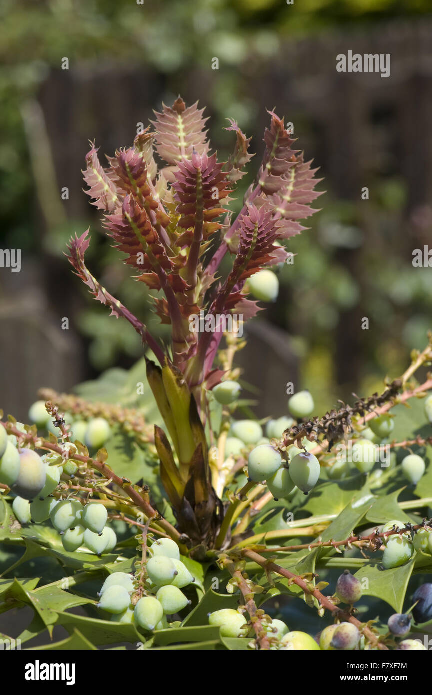 Mahonia, Mahonia x media, "sole invernale", giovane foglia crescita e bacche, fico d'india fioritura invernale arbusto giardino, Berkshire, Inghilterra, Aprile Foto Stock