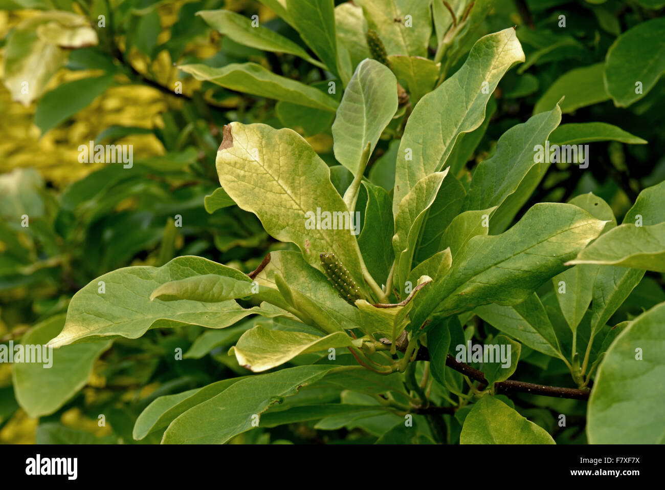 Di colore giallo pallido, clorotiche, carenti di ferro, foglie di una Magnolia  soulangeana x dopo la fioritura, Berkshire, Inghilterra, Giugno Foto stock  - Alamy
