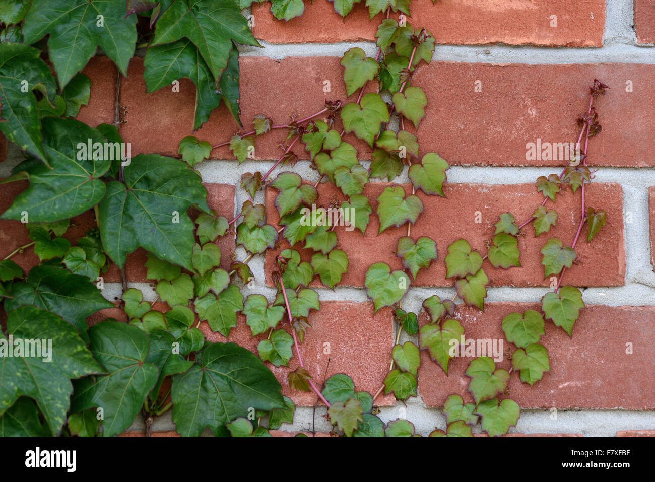 I giovani di colore rosso e verde delle foglie da un vecchio impianto di Boston ivy, Parthenocissus tricuspidata, aggrappato a un muro di mattoni, Berkshire, Inghilterra, Giugno Foto Stock