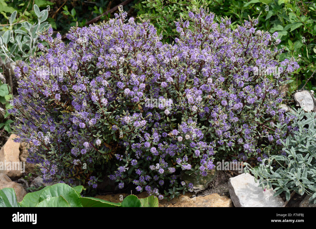 Hebe 'Caledonia', fiorito giardino piccolo arbusto, Berkshire, Inghilterra, Luglio Foto Stock
