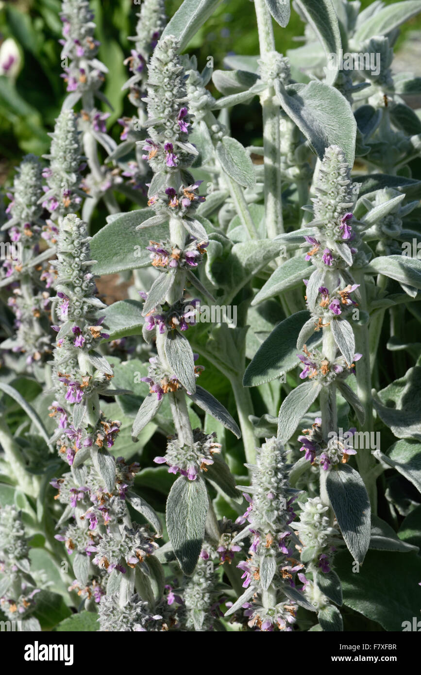 Agnello-ear, Stachys byzantina, fioritura hairy giardino ornamentale pianta, Berkshire, Inghilterra, Luglio Foto Stock