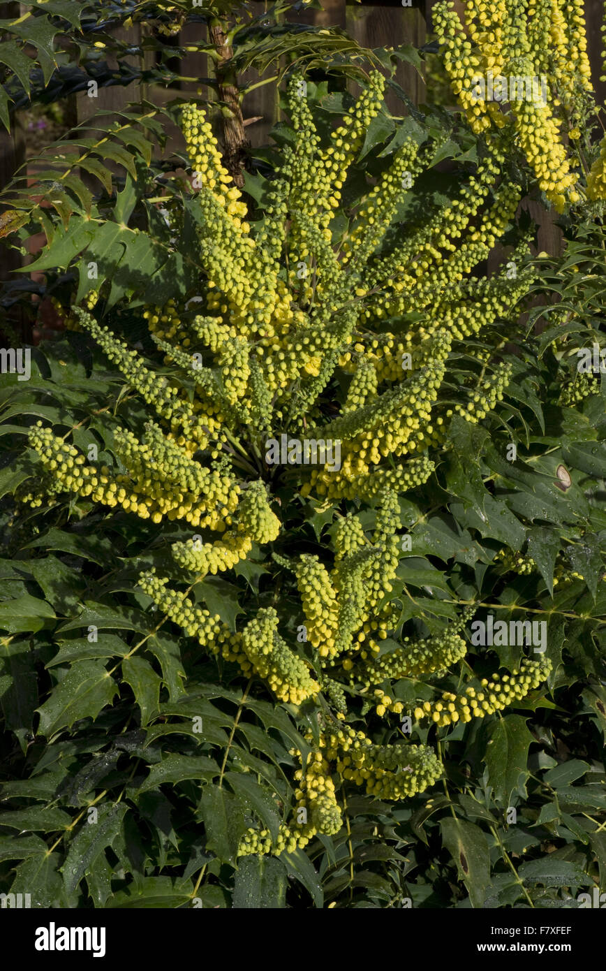 Mahonia, Mahonia x media, "sole invernale", fiori di colore giallo sul fico d'india giardino fiorito arbusto in autunno, Berkshire, Inghilterra, Ottobre Foto Stock