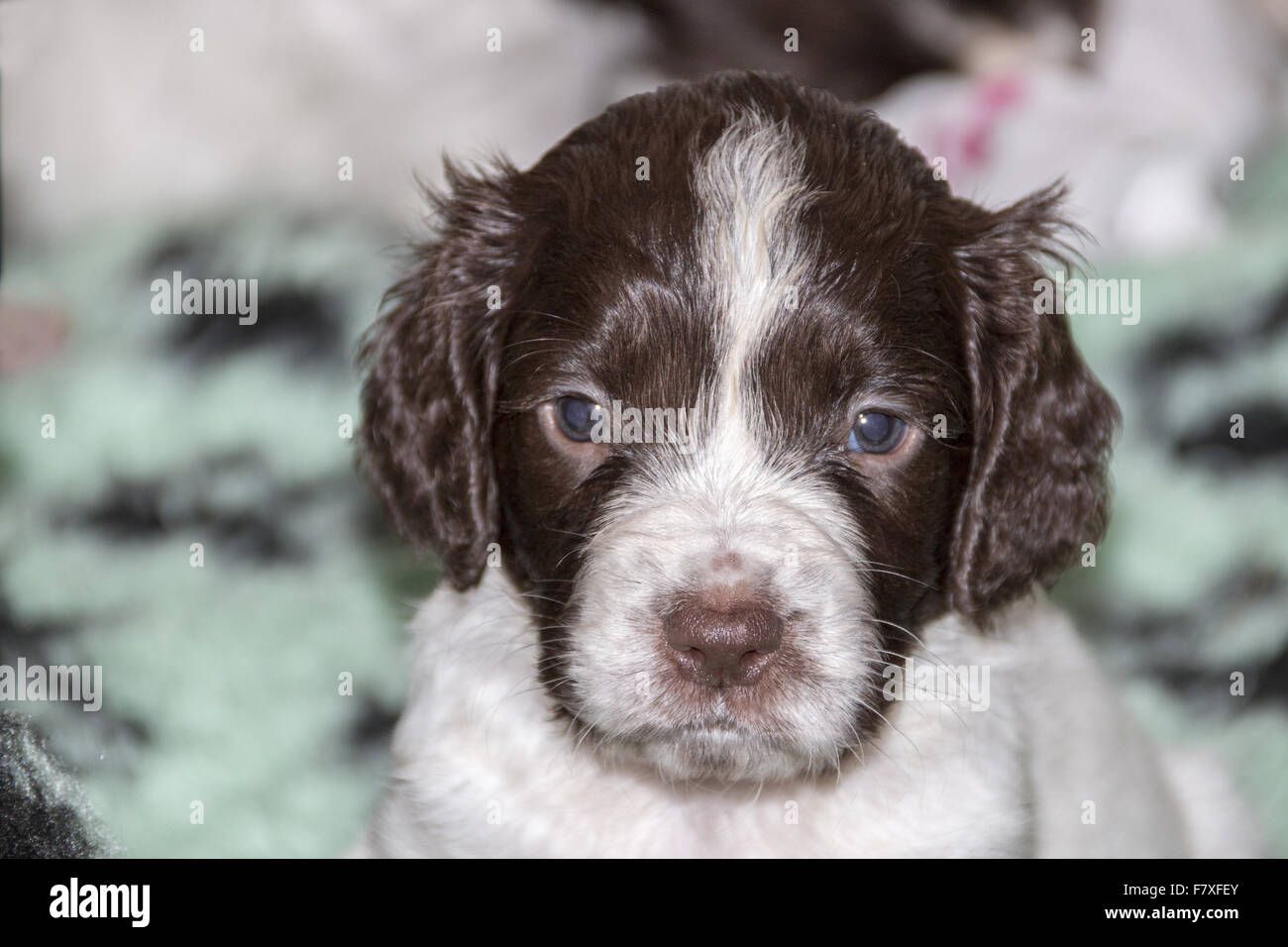 English Springer Spaniel cucciolo - 4 settimane di età. Foto Stock