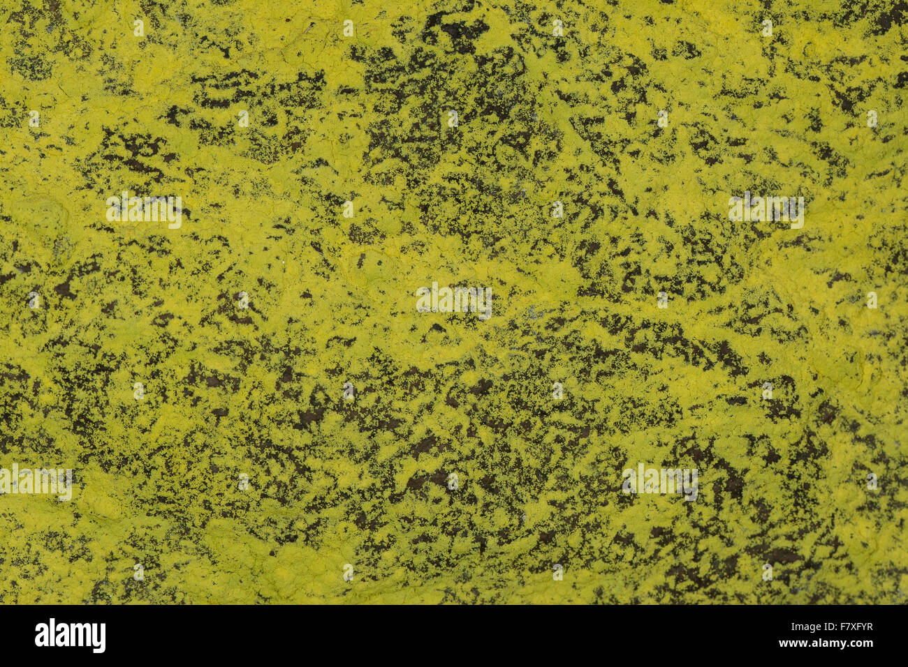 La polvere di zolfo lichen, Schwefelflechte, Schwefel-Flechte, Gelbe Staubflechte, Chrysothrix chlorina, Lepraria chlorina Foto Stock