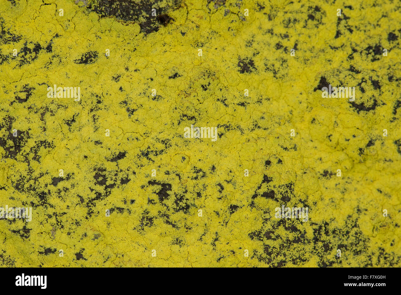 La polvere di zolfo lichen, Schwefelflechte, Schwefel-Flechte, Gelbe Staubflechte, Chrysothrix chlorina, Lepraria chlorina Foto Stock