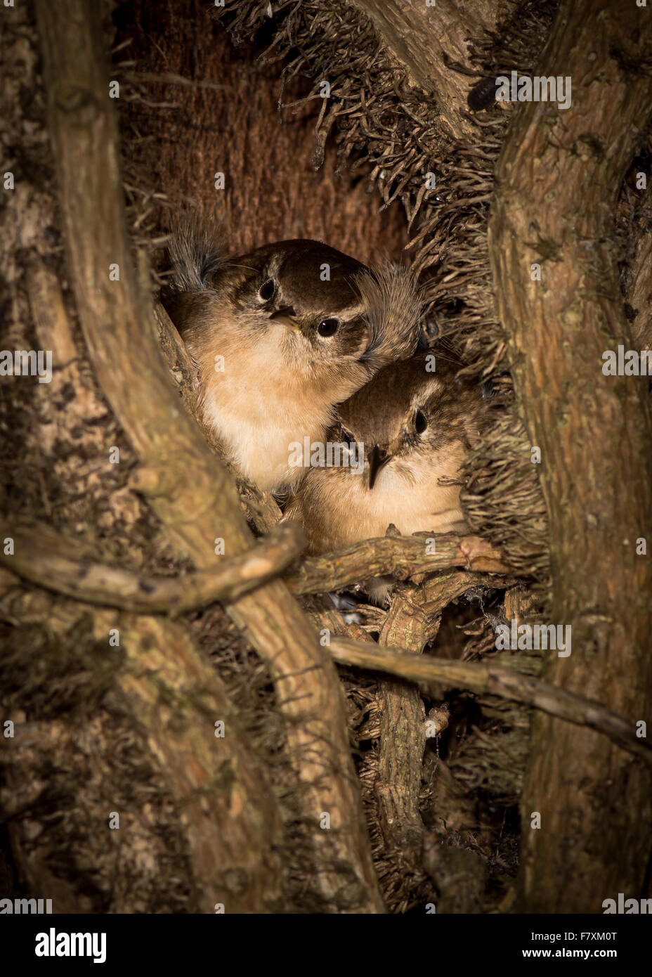 Treecreepers (Certhia americana) sono ' appollaiati alla notte tra ivy crescendo tree Foto Stock