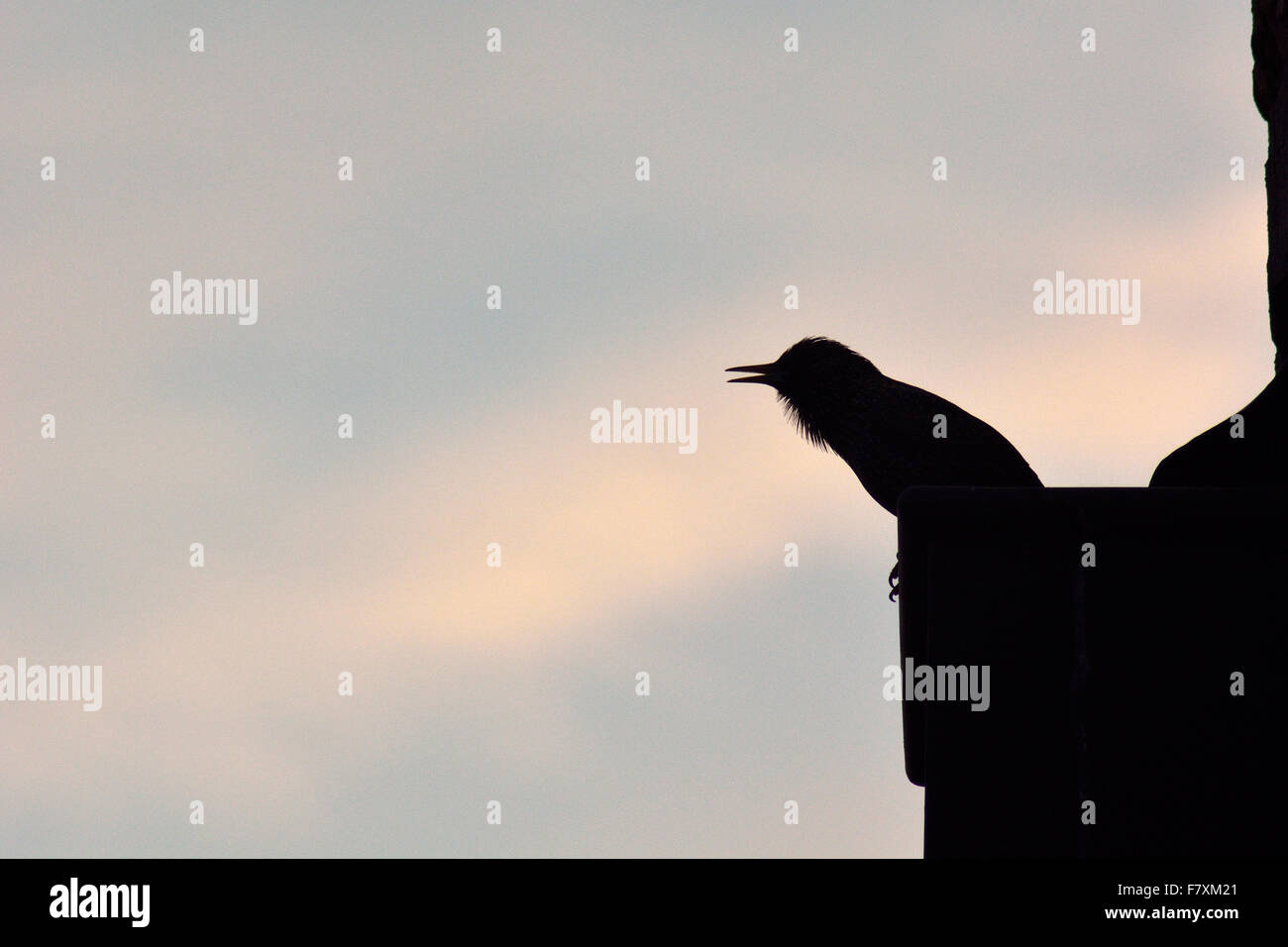 Starling comune (Sturnus vulgaris) cantare in silhouette Foto Stock