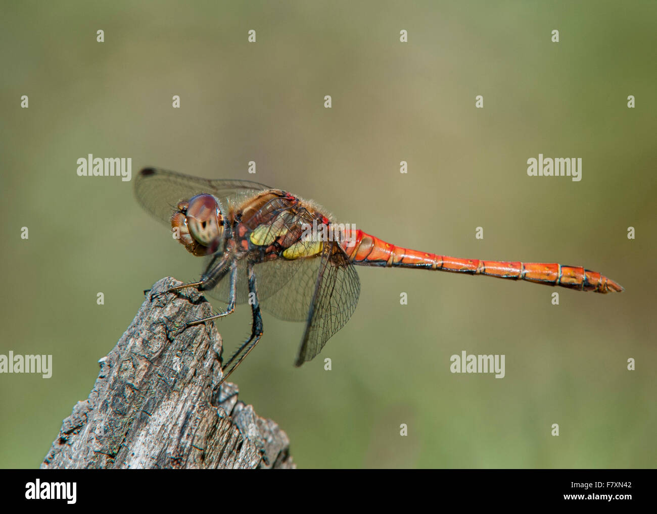 Ampio maschio corposo Chaser Foto Stock