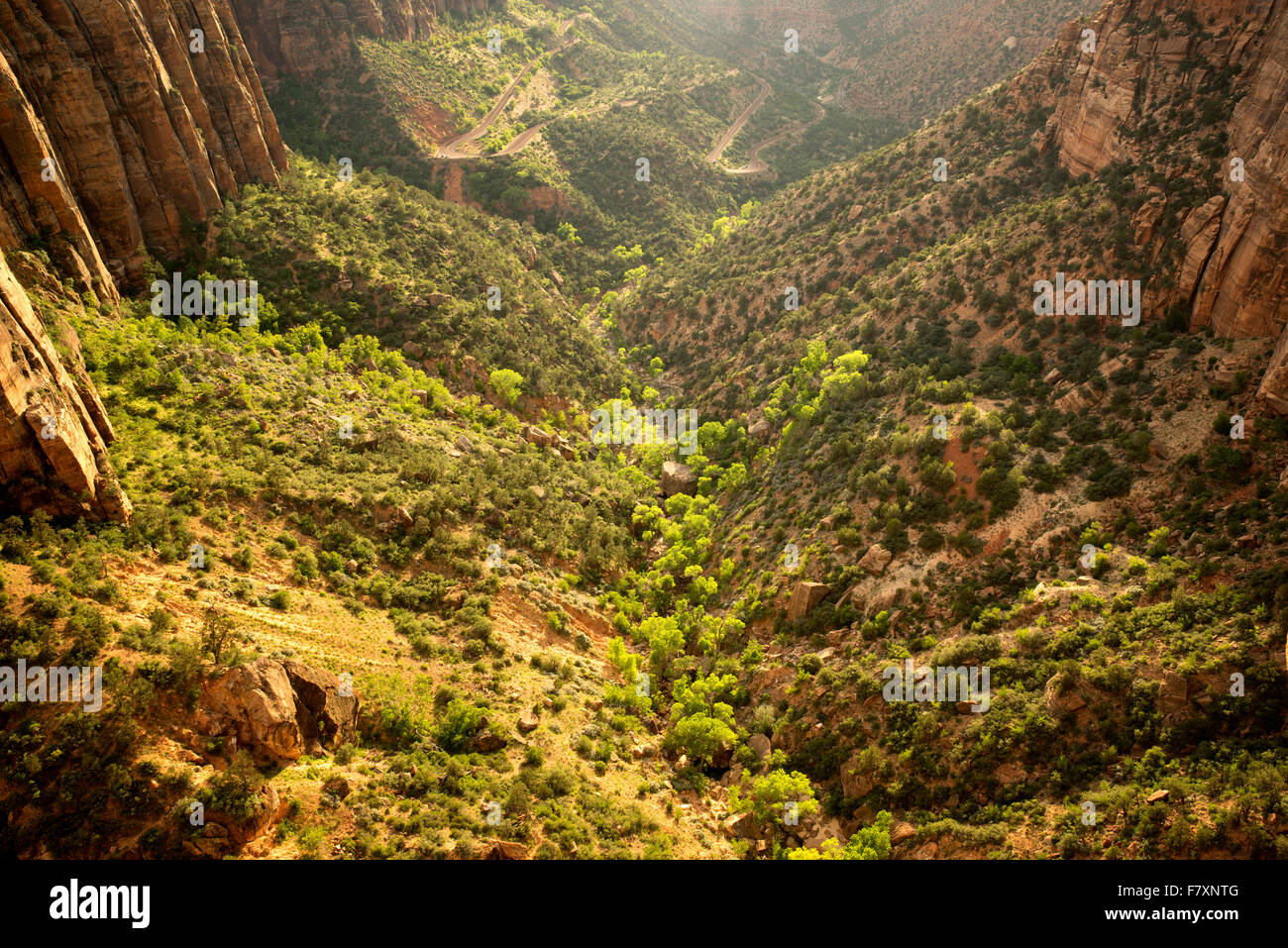 Visualizzare di nuovo la crescita di alberi e la strada al tramonto dal Canyon Overlook. Parco Nazionale di Zion, Utah Foto Stock