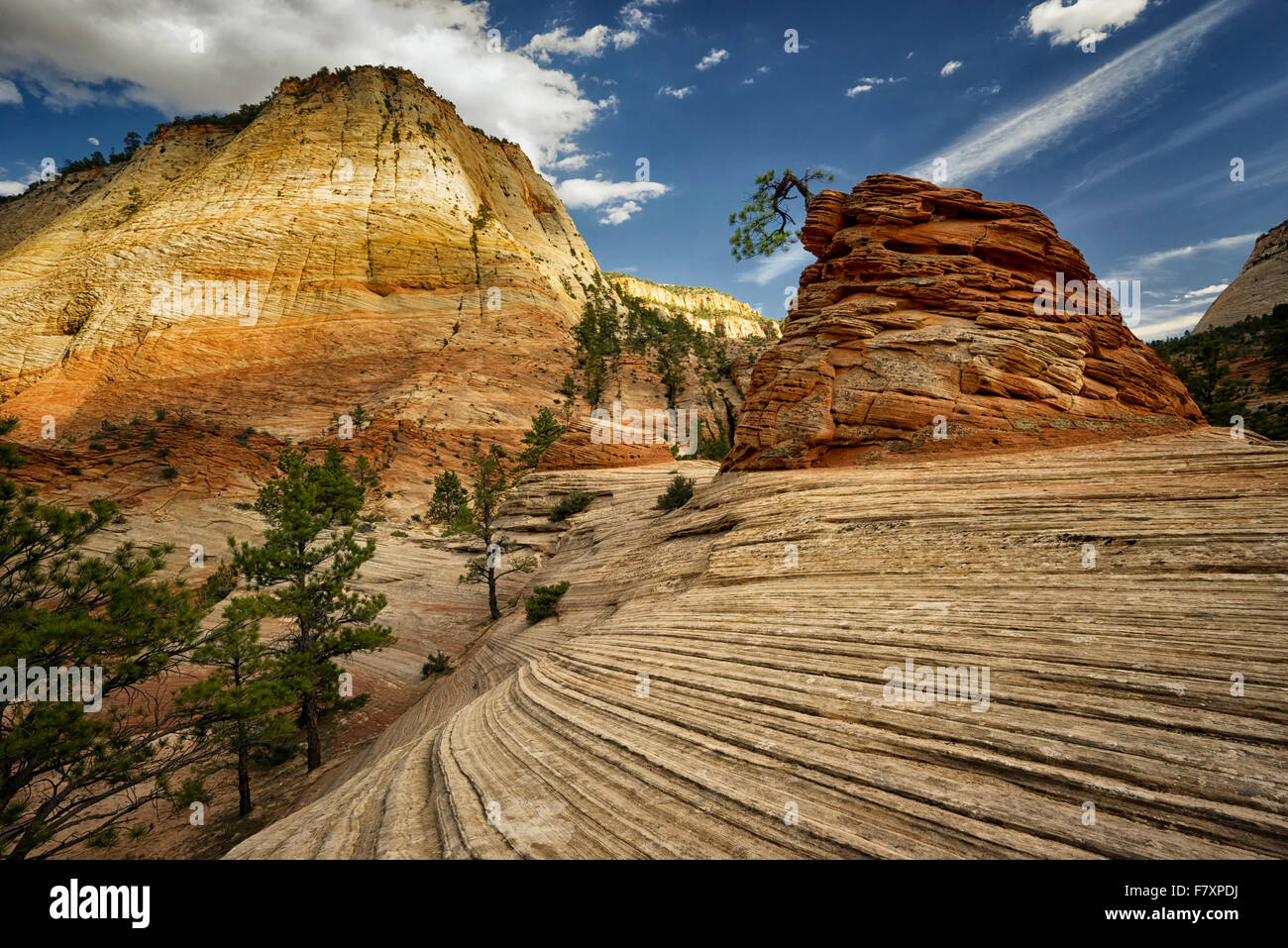 Bonai tree. Parco Nazionale di Zion, Utah Foto Stock