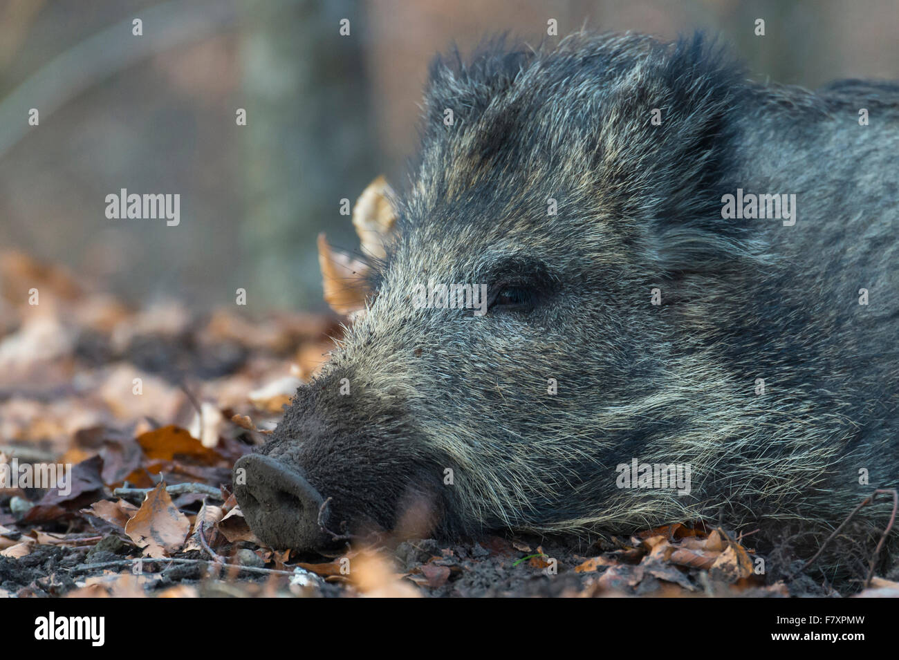 Il cinghiale Sus scrofa, Foresta Turingia, Bassa Sassonia, Germania Foto Stock