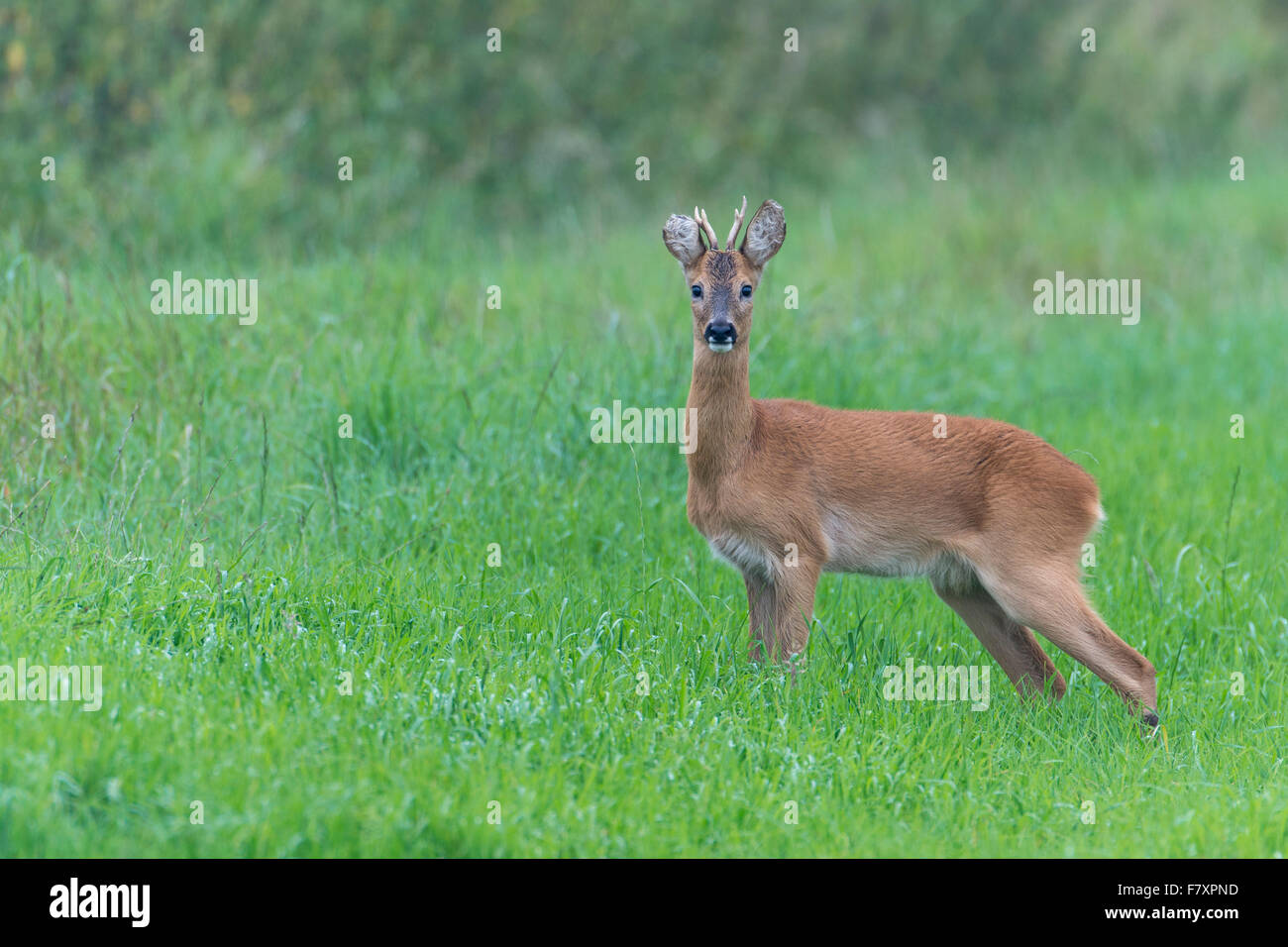 Il Roe Deer buck in primavera, Capreolus capreolus, Bassa Sassonia, Germania Foto Stock