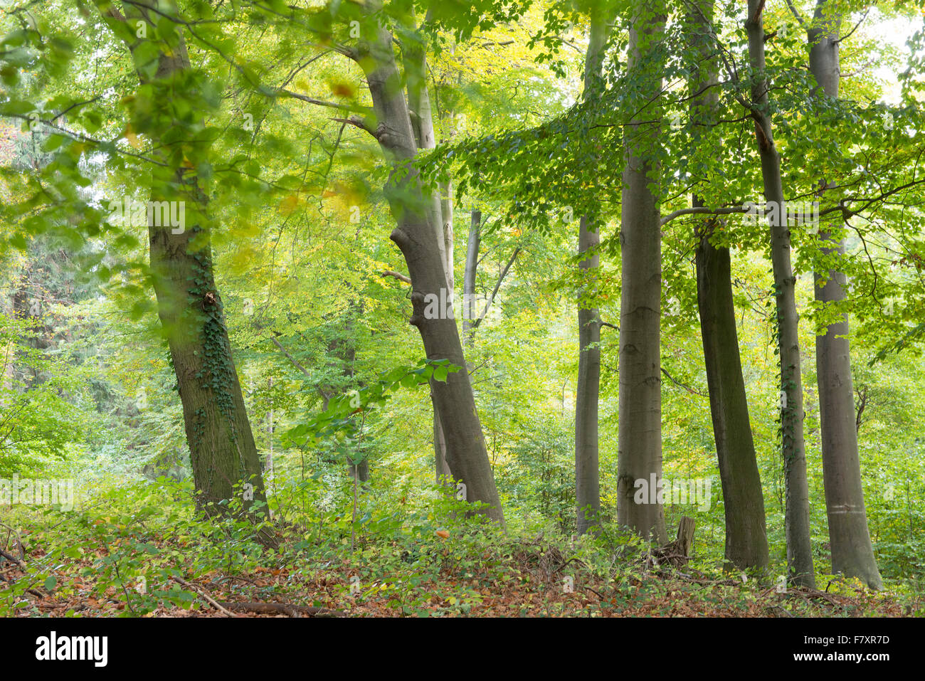 Foresta di faggio, dammer berge, vechta distretto, Bassa Sassonia, Germania Foto Stock