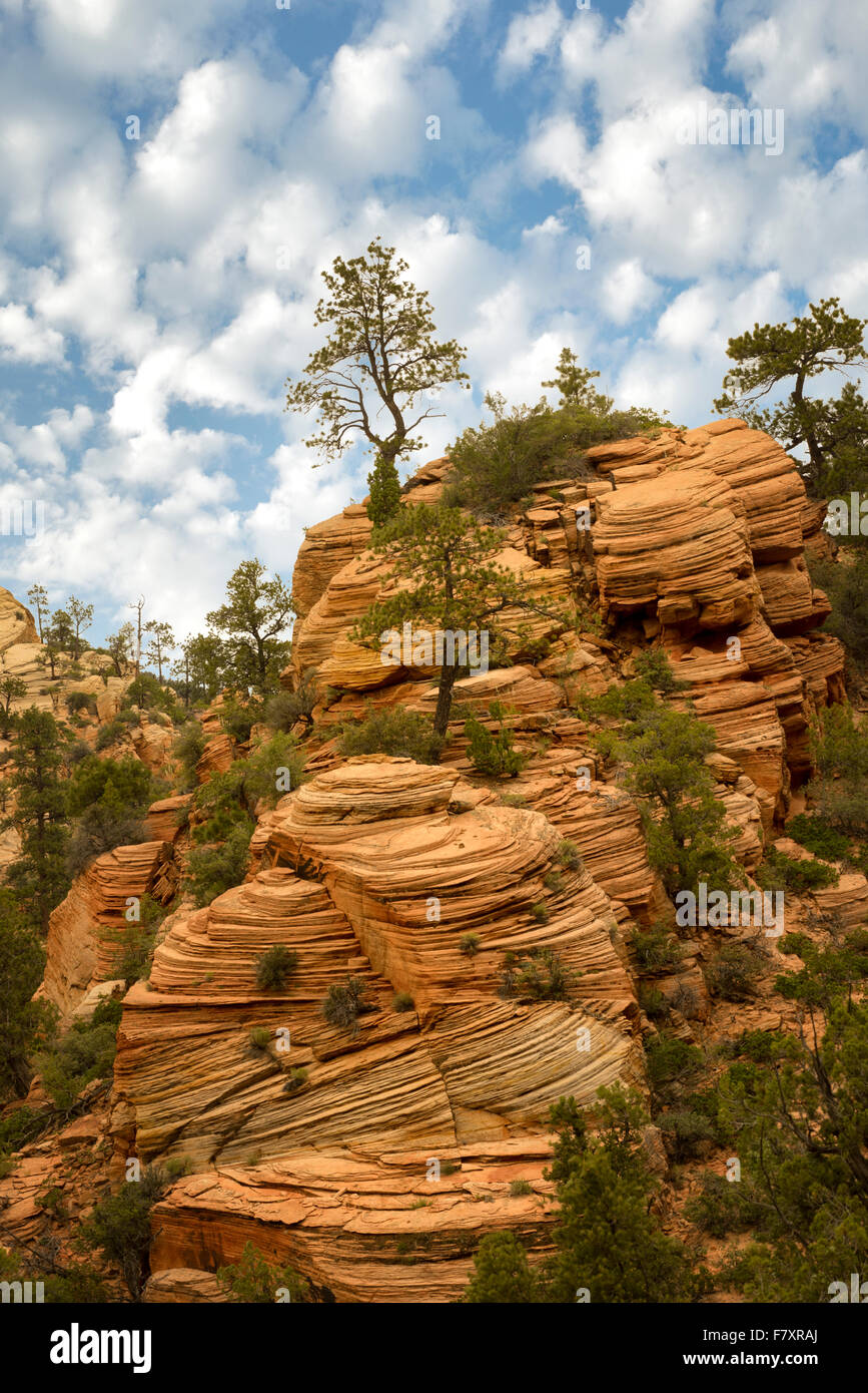 Vista delle formazioni rocciose nel Parco Nazionale di Zion, Utah Foto Stock