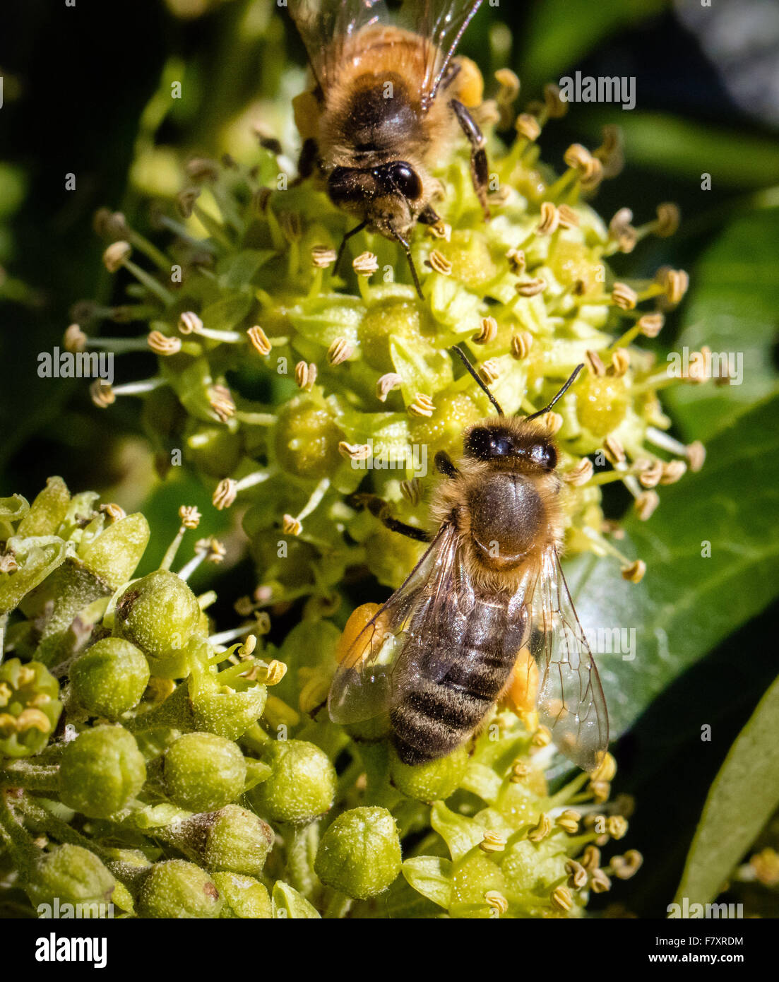 Honeybee Apis mellifera con piena i sacchetti di polline alimentazione su Ivy fiori REGNO UNITO Foto Stock