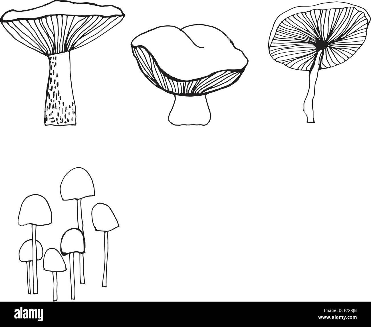 Set di diversi funghi di bosco. Illustrazione Vettoriale