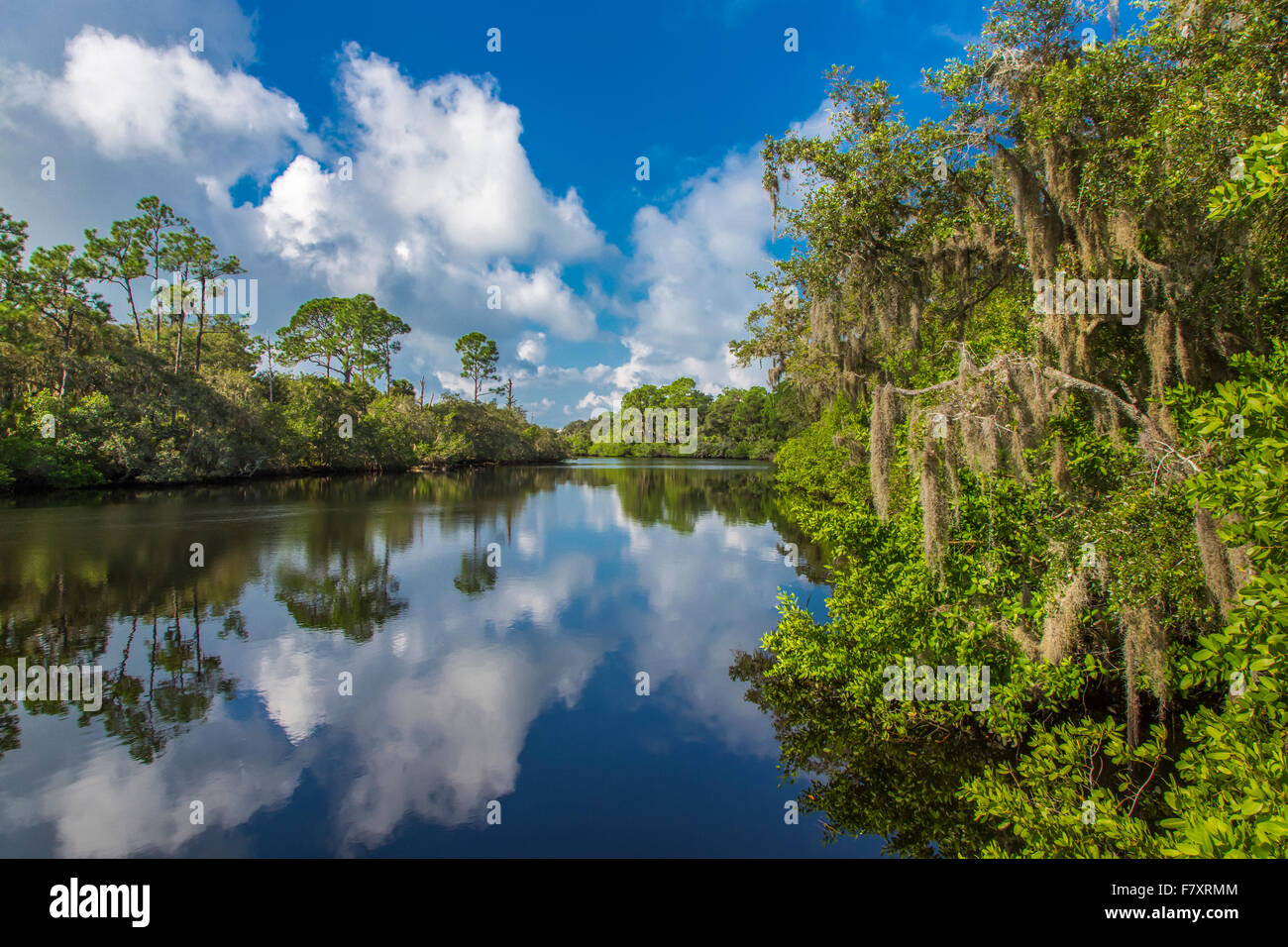 Sud Creek a Oscar Scherer parco dello stato in Nokomis Florida Foto Stock