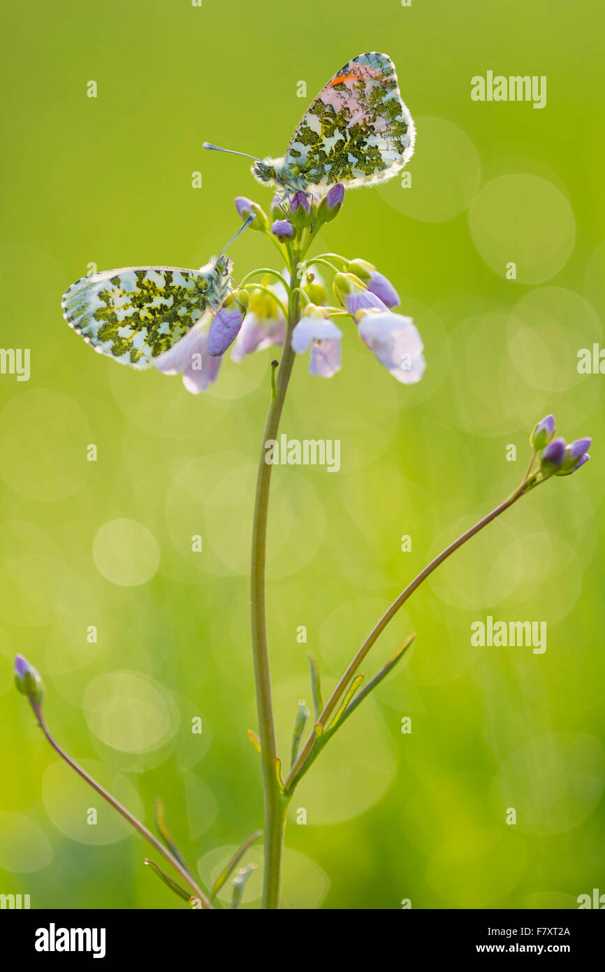 Orange suggerimenti su cuculo fiore, anthocharis cardamines Foto Stock