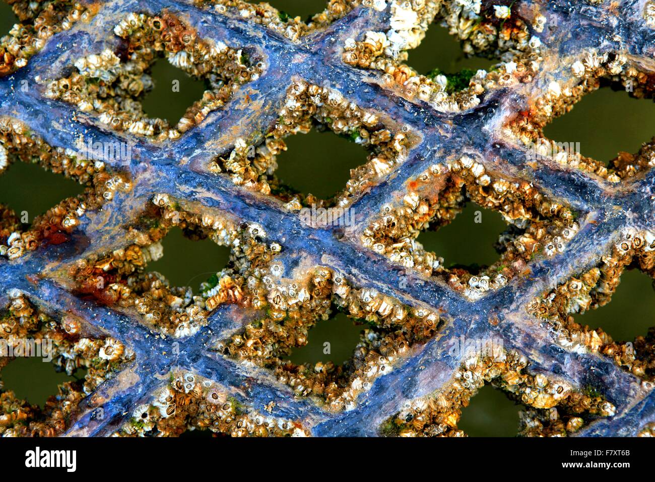 Barnacle incrostato pontoon in East Portlemouth, Sud prosciutti, Devon. Foto Stock