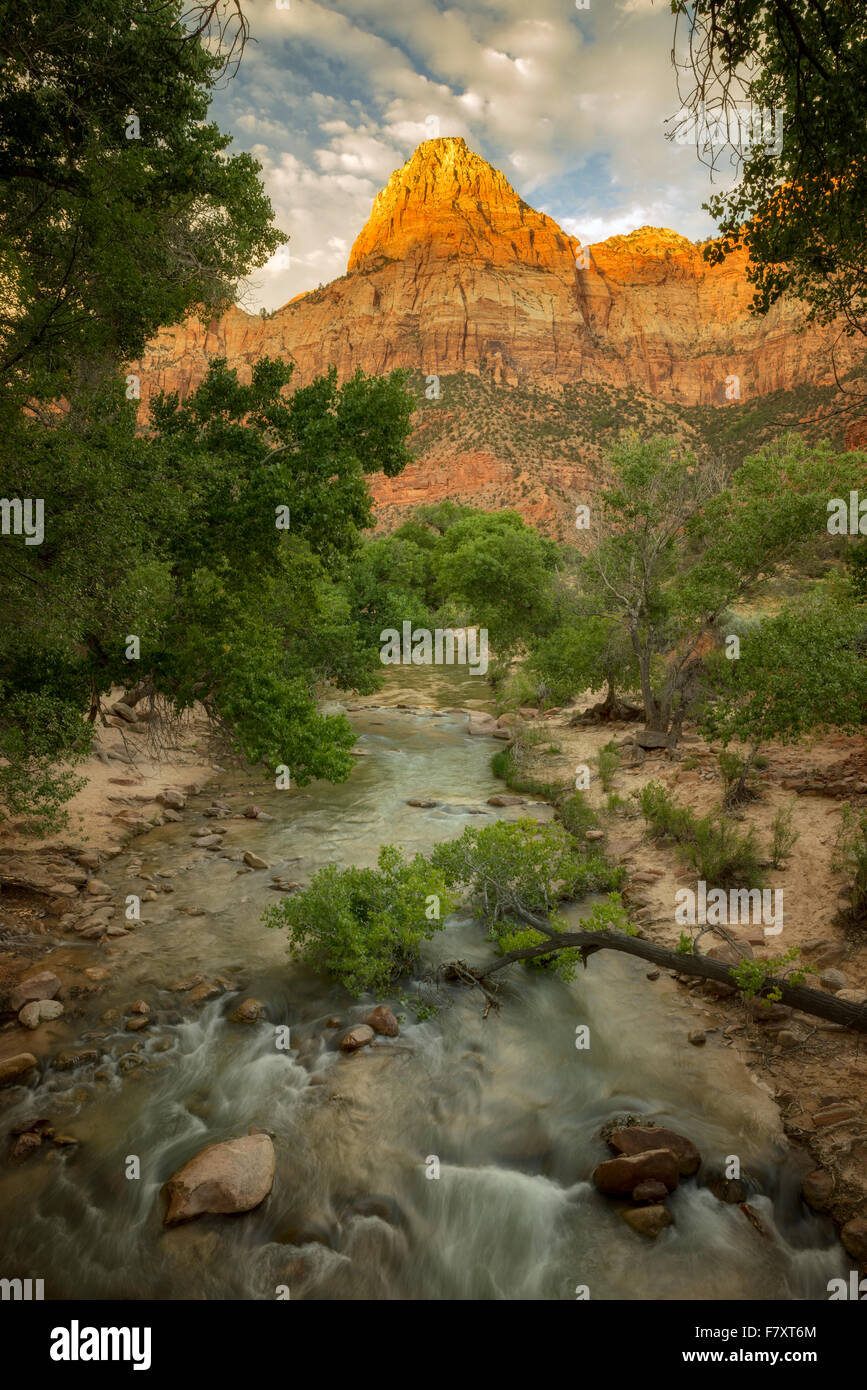 Fiume vergine e picco con pioppi neri americani alberi. Parco Nazionale di Zion, UT Foto Stock