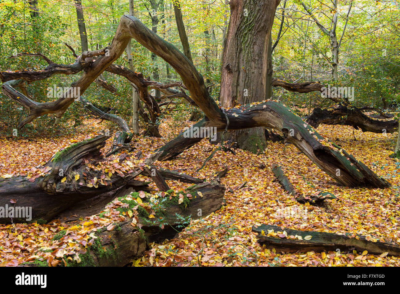 In autunno la foresta di faggio a hasbruch, oldenburg distretto, Bassa Sassonia, Germania Foto Stock