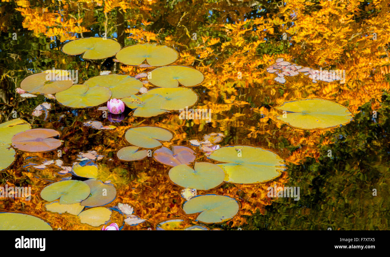 Superficie di un laghetto in giardino con galleggiante rosa foglie di ninfea e le riflessioni di golden fogliame di autunno Foto Stock