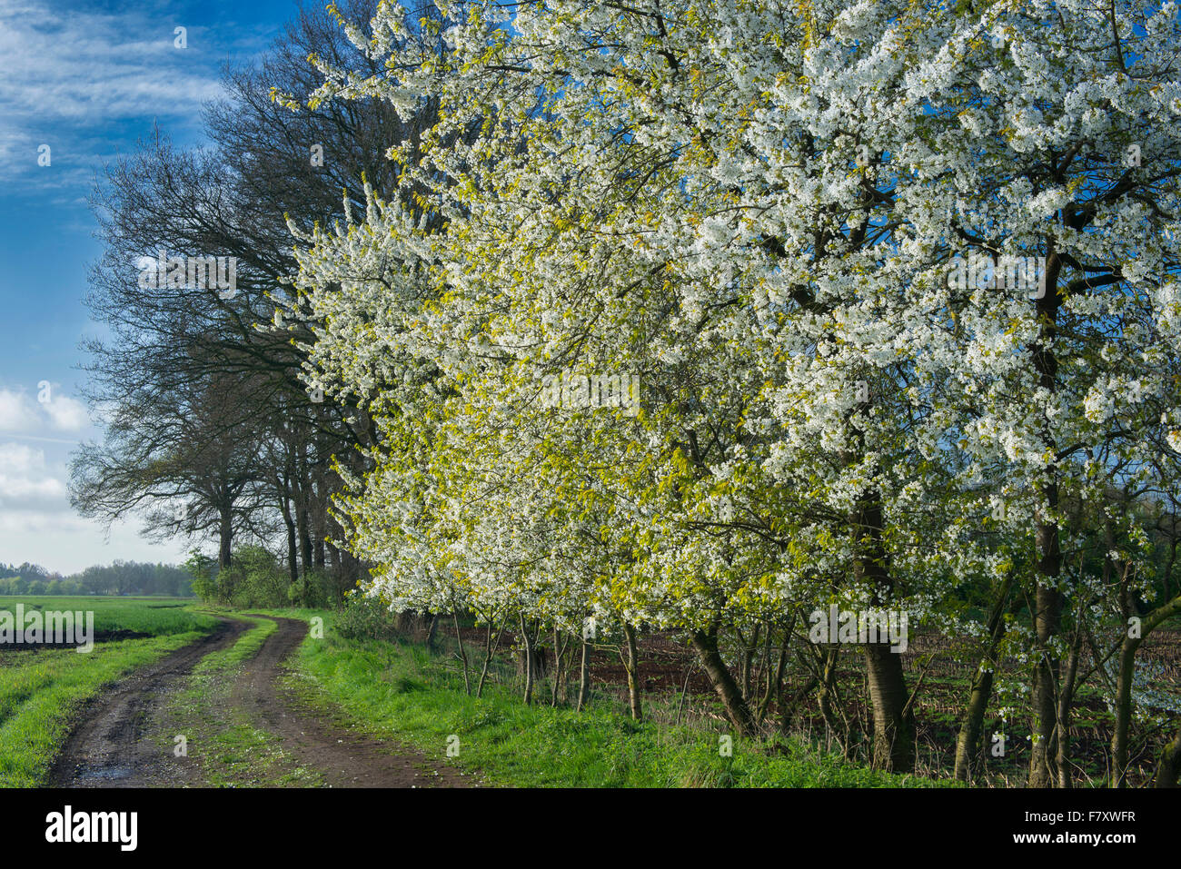 Ciliegi fioriti in bakum, vechta distretto, Bassa Sassonia, Germania Foto Stock