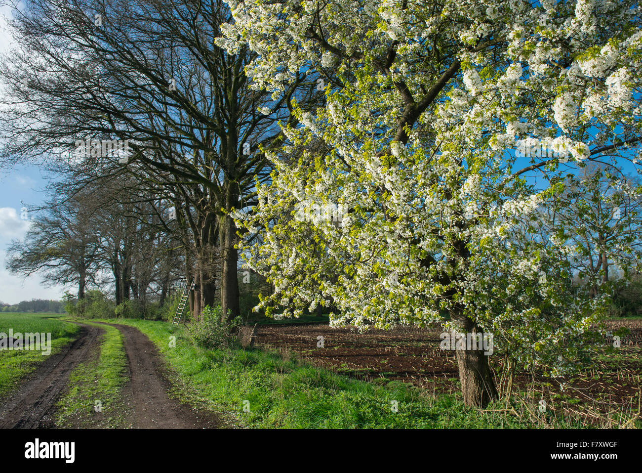 Ciliegi fioriti in bakum, vechta distretto, Bassa Sassonia, Germania Foto Stock