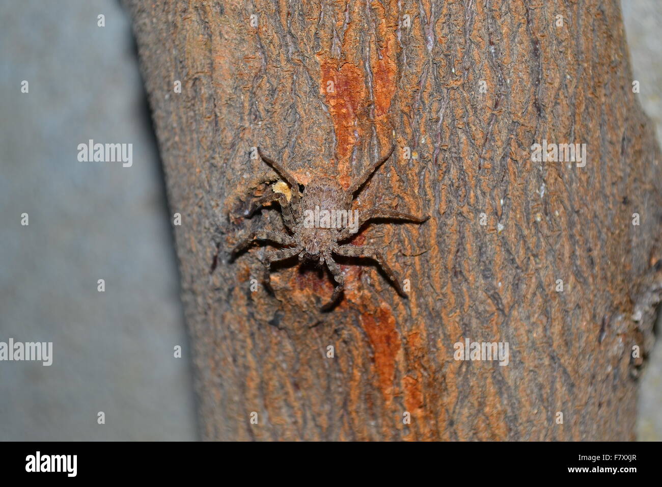 Crociera su un ceppo di legno Foto Stock