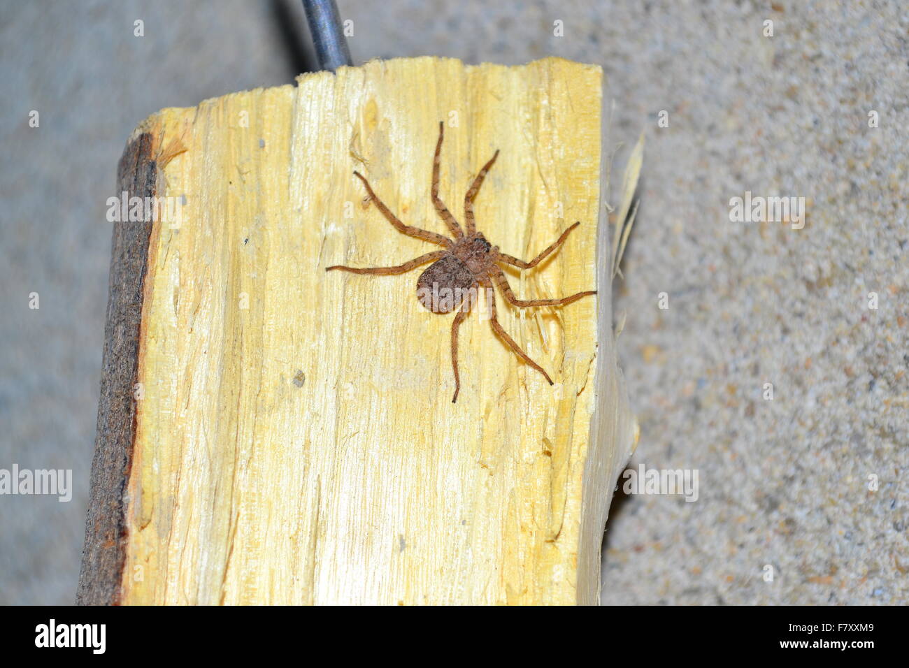 Pesciolino d'argento immagini e fotografie stock ad alta risoluzione - Alamy