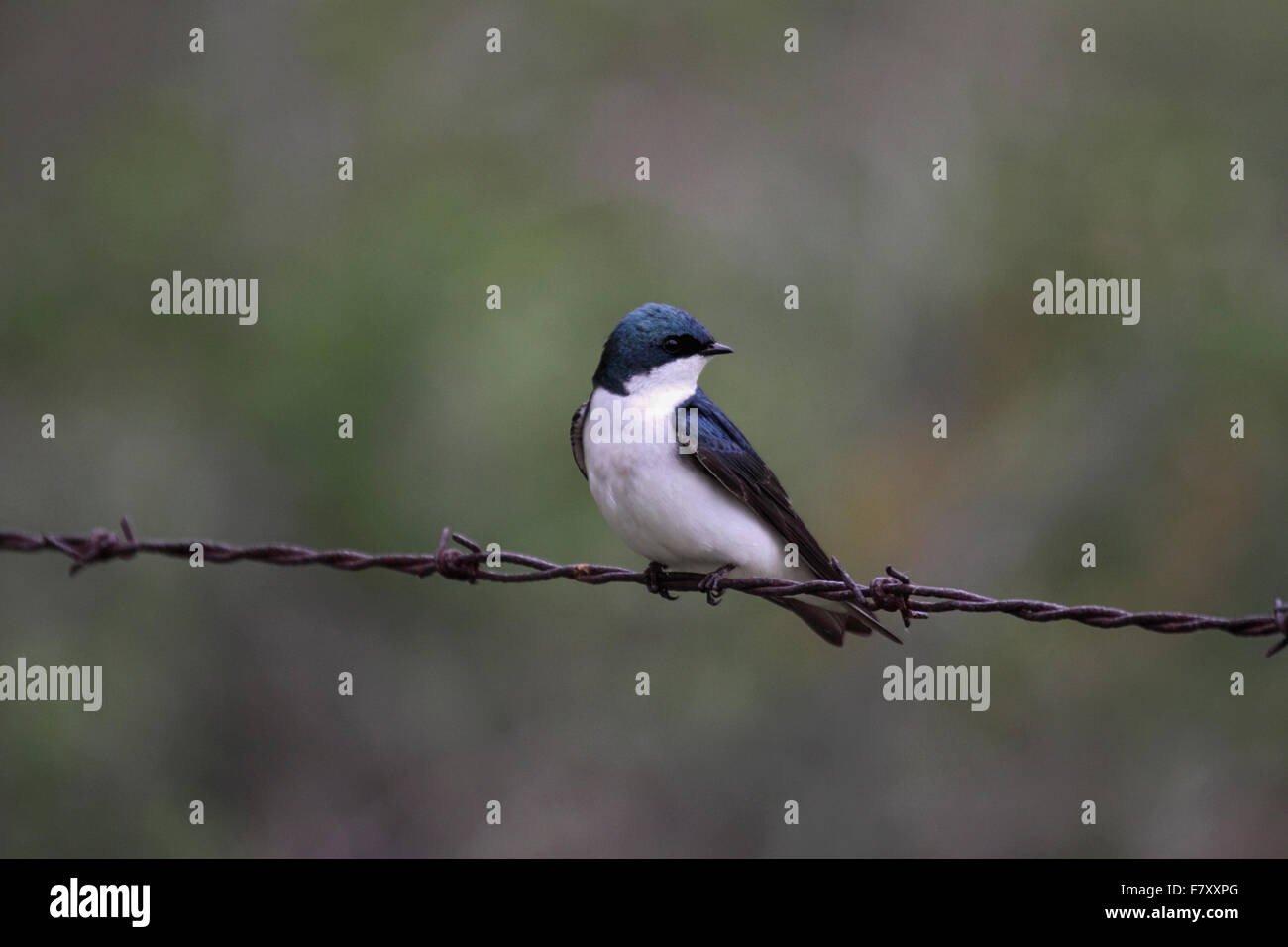 Tree swallow appollaiato sul filo in Alberta Canada Foto Stock