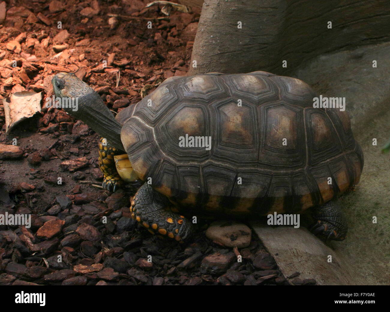 Sud Americana giallo-footed tartaruga a.k.a. Il brasiliano La tartaruga gigante (Chelonoidis denticulatus, Geochelone denticulata) Foto Stock