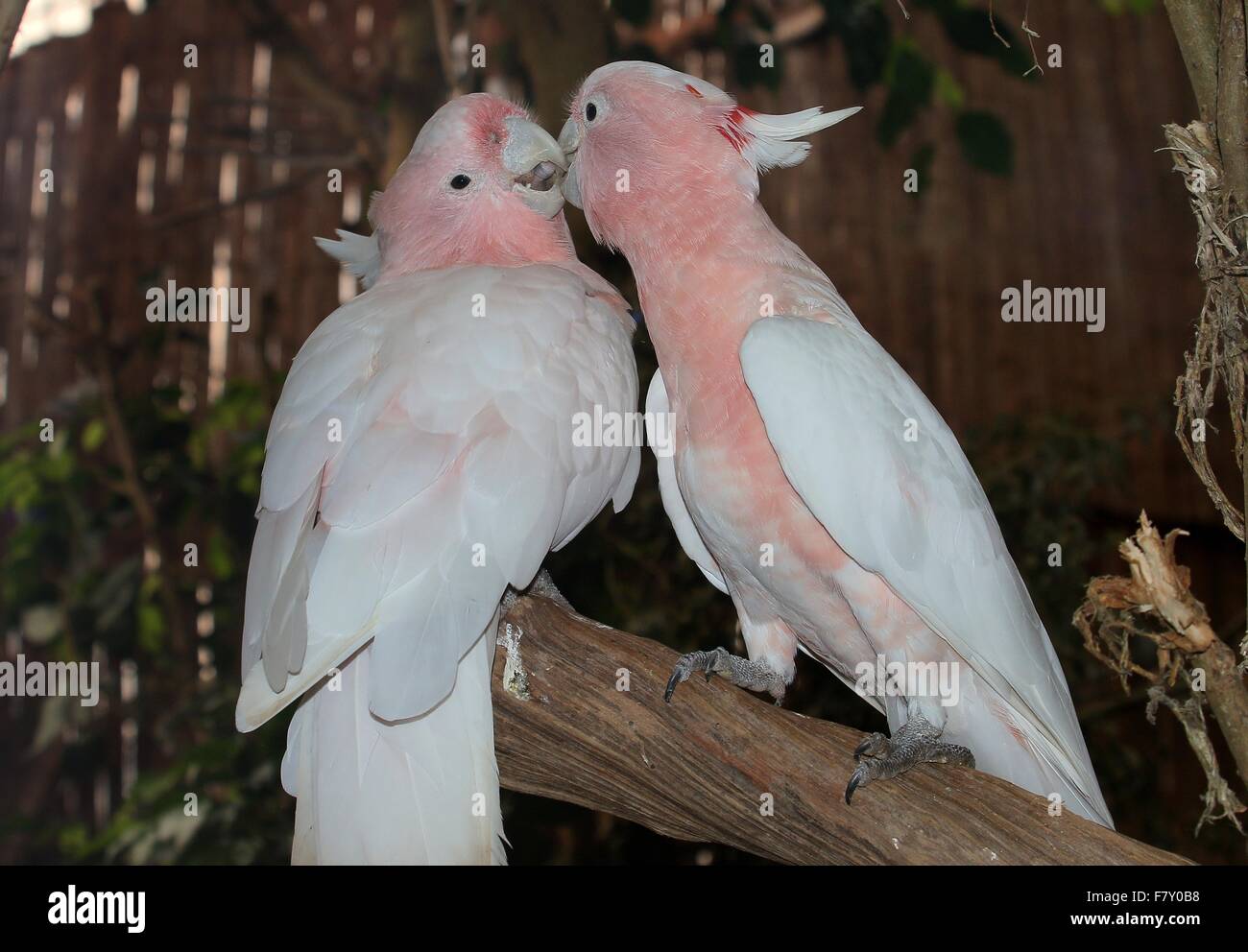 Coppia di baciare Australian Major Mitchell's cacatua (Lophochroa leadbeateri), a.k.a. Leadbeater la Cockatoo Foto Stock