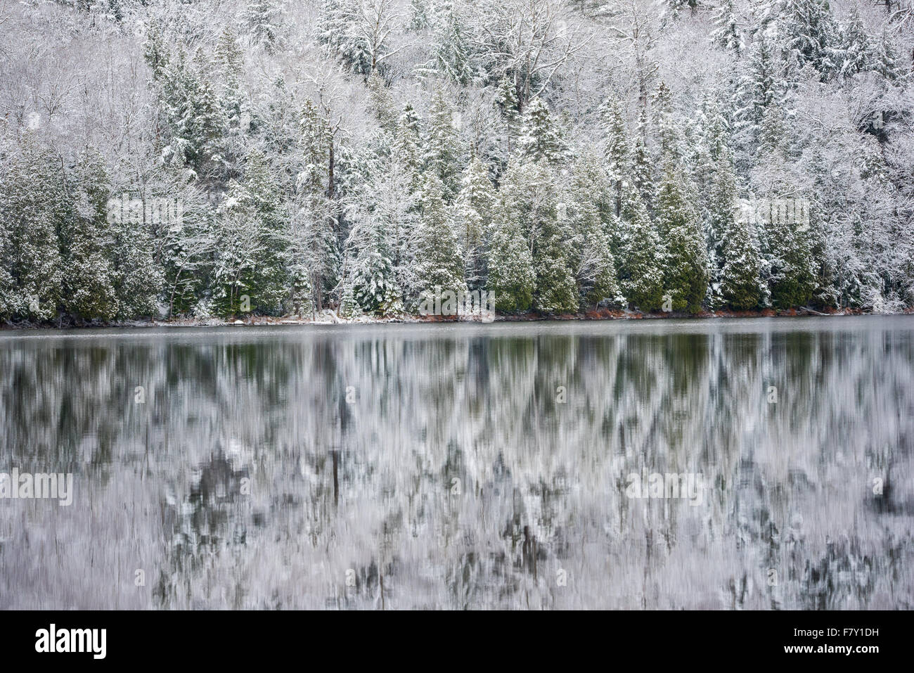 Ancora acque riflettono le foreste invernale in corrispondenza del suo bordo. Luce neve nuvoloso grigio cielo di novembre. Foreste specchiata su acqua. Foto Stock