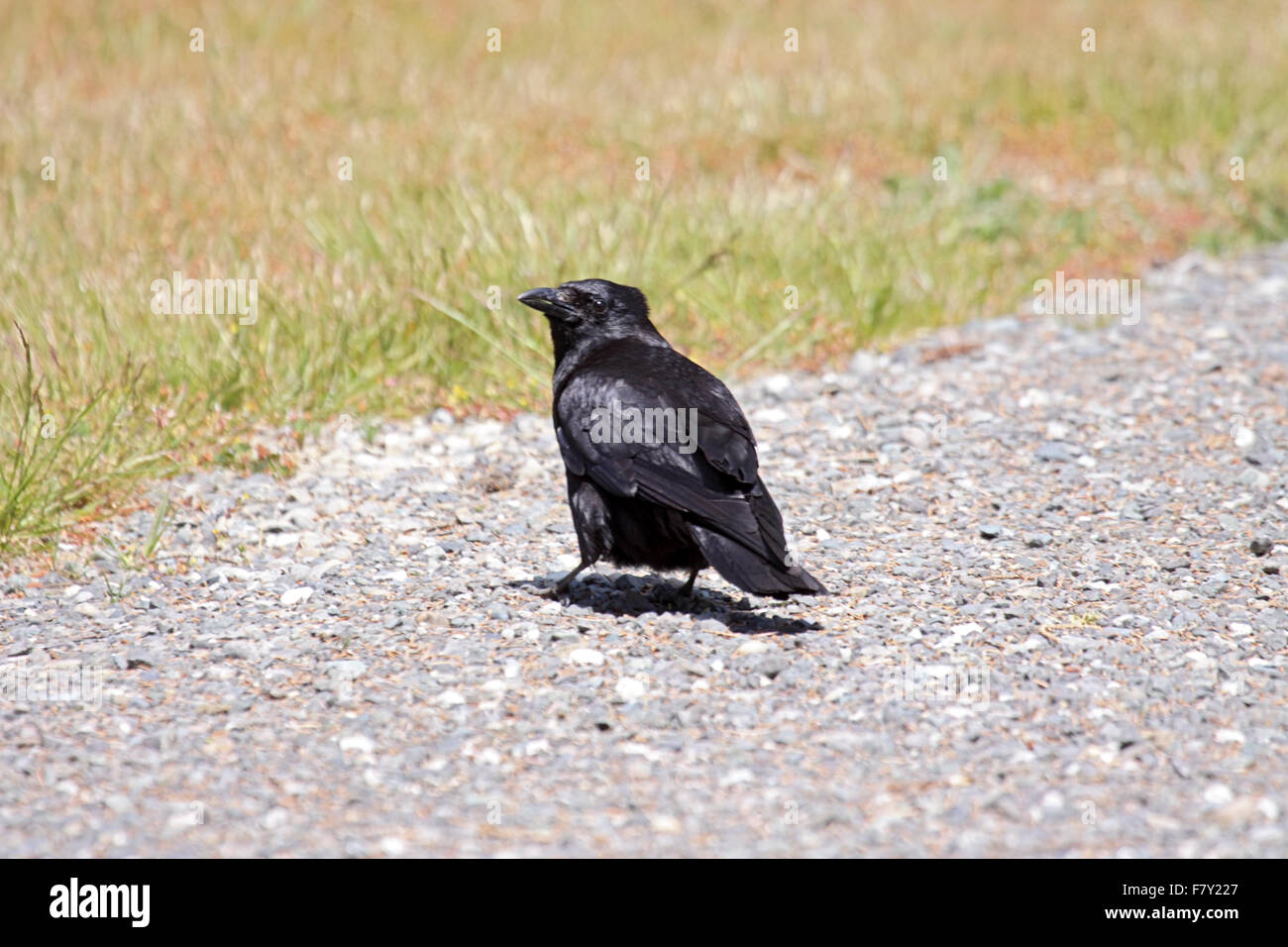 North western crow rovistando sul sentiero di ghiaia sull'Isola di Vancouver BC Canada Foto Stock