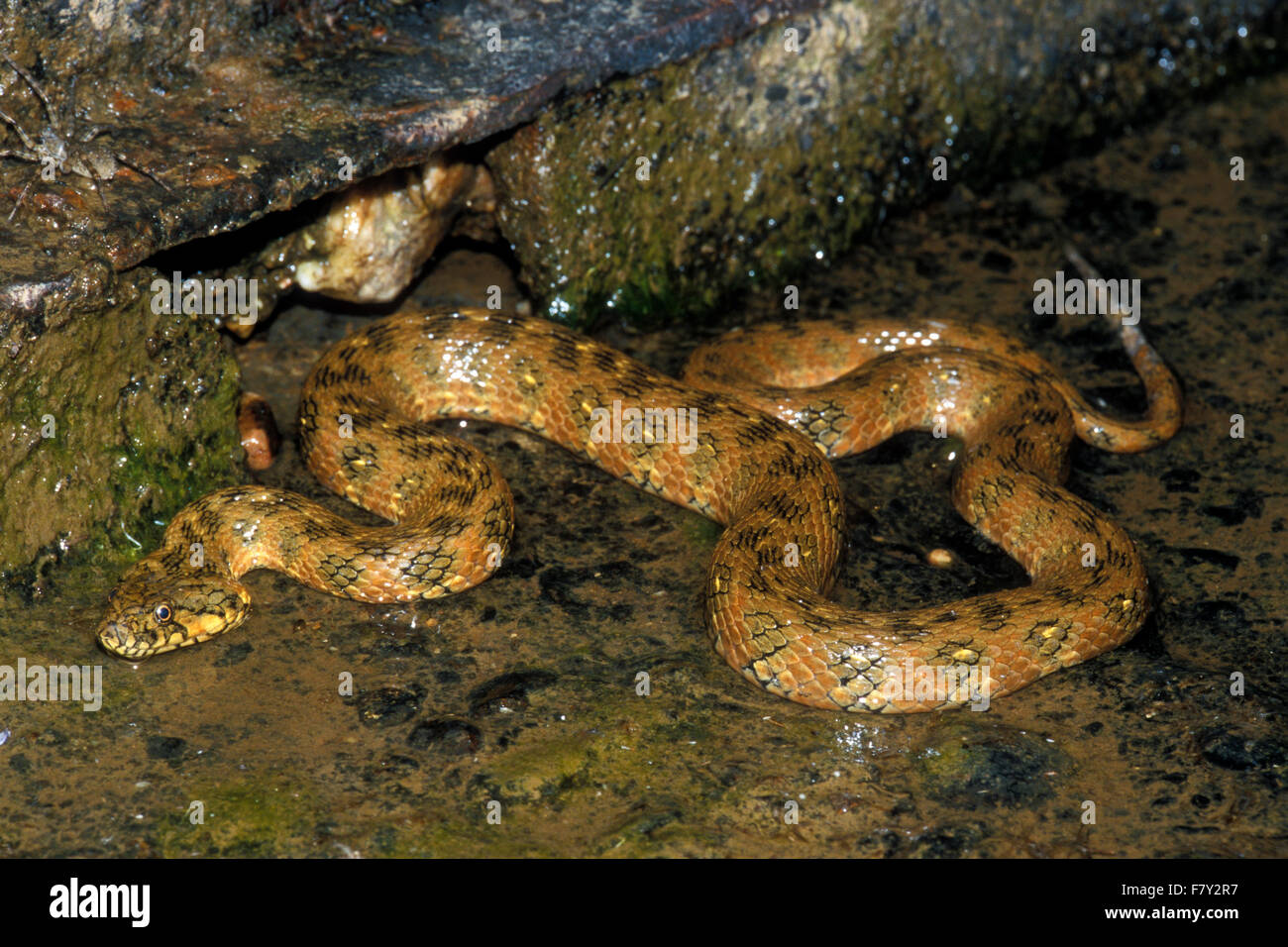 Viperine snake (natrix maura) la caccia di notte lungo riverbed Foto Stock