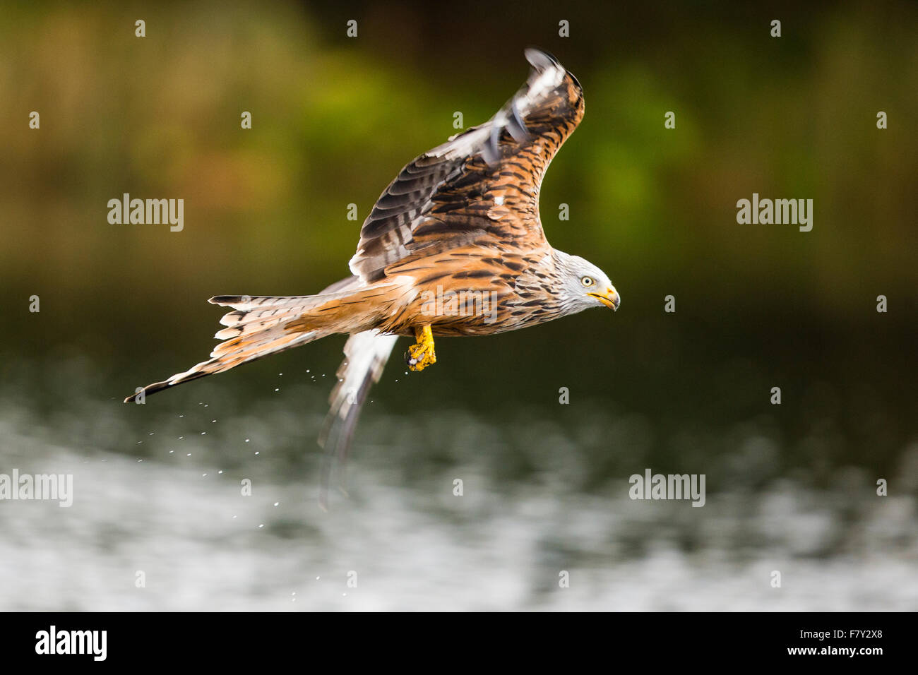 Red kites a Nantyrarian, il Galles Centrale Foto Stock