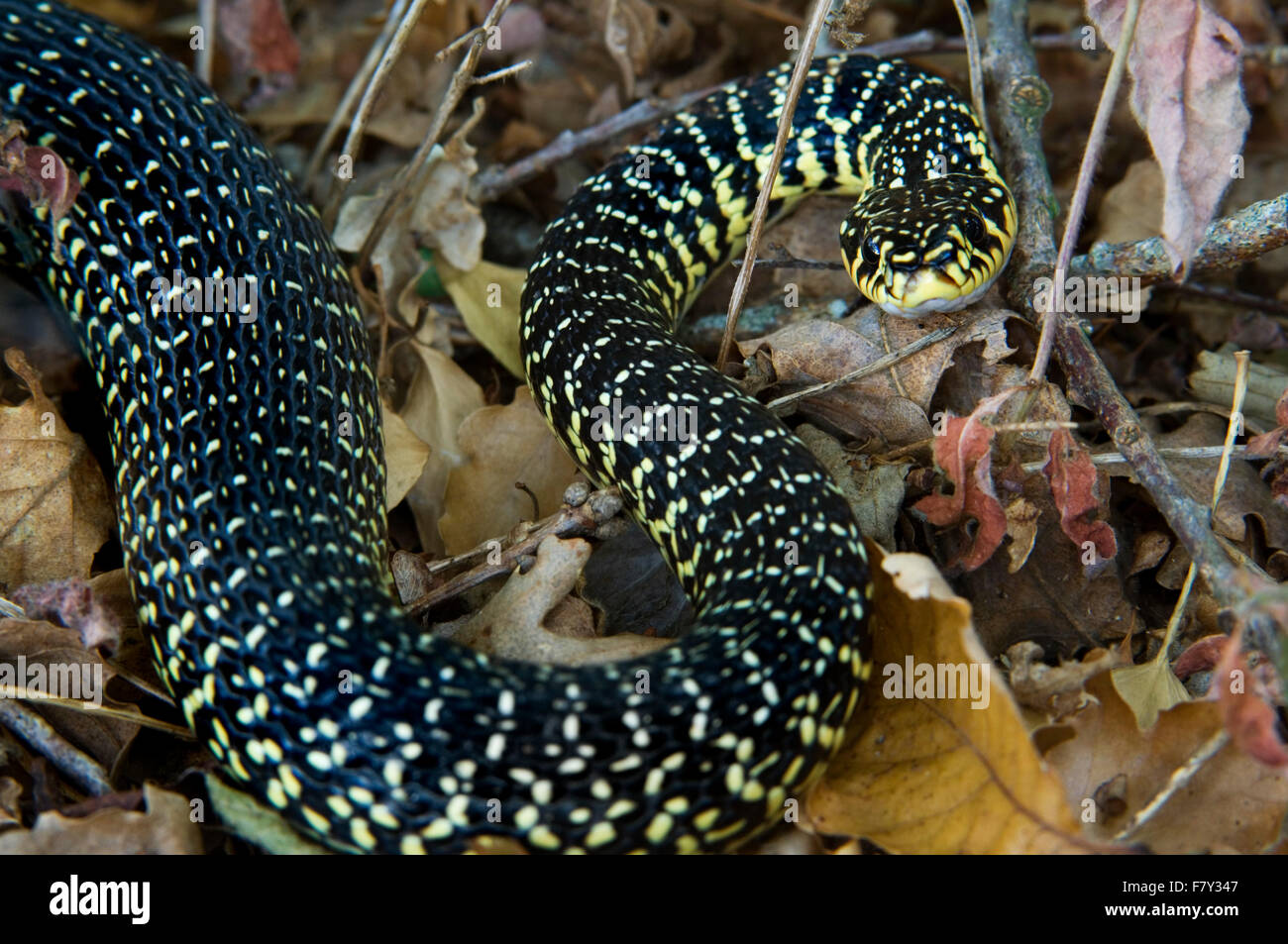 Green whip snake / western frusta snake (Hierophis viridiflavus) pronto per colpire Foto Stock