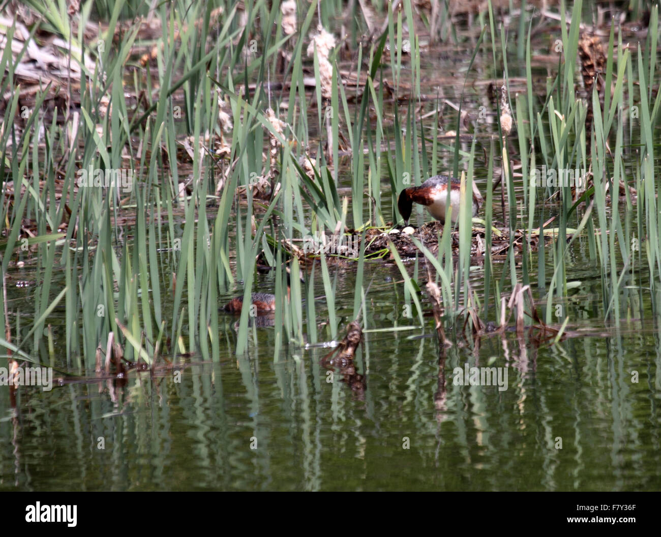 Cornuto svasso nidificazione di coppia a nido nel lago in Alberta Canada Foto Stock